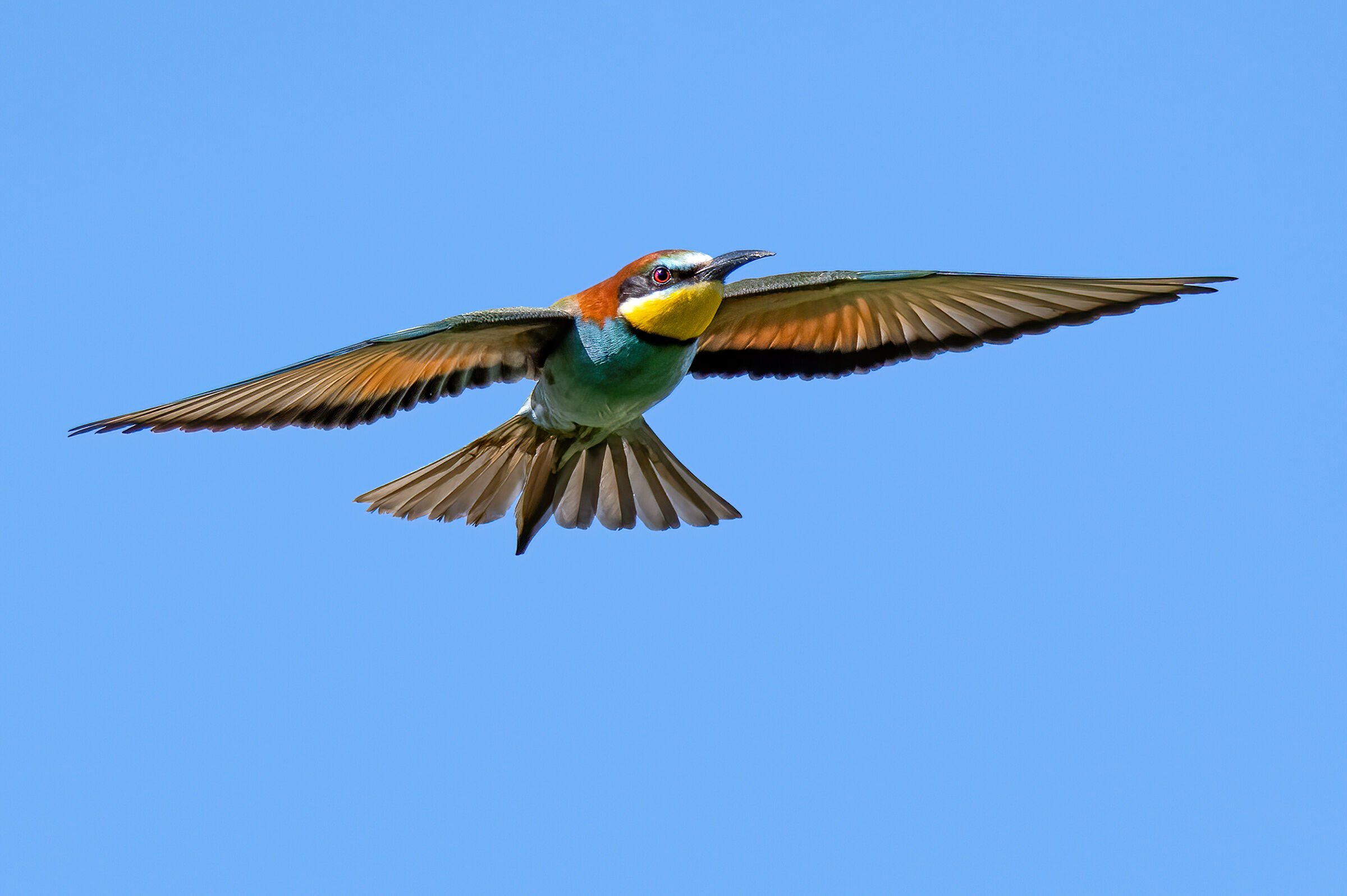 Gruccione(Merops apiaster)