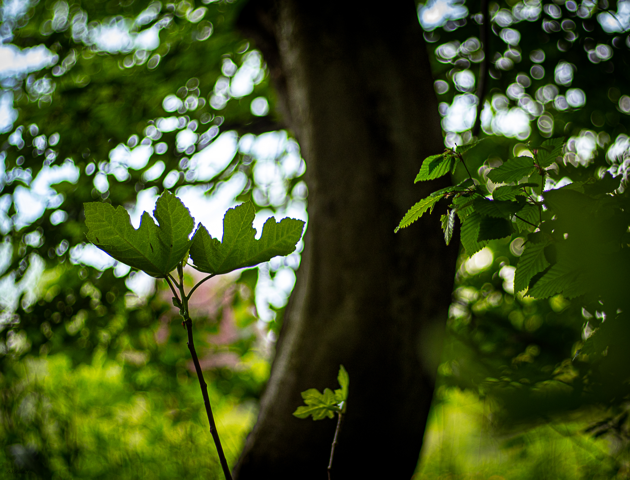 distortions in nature