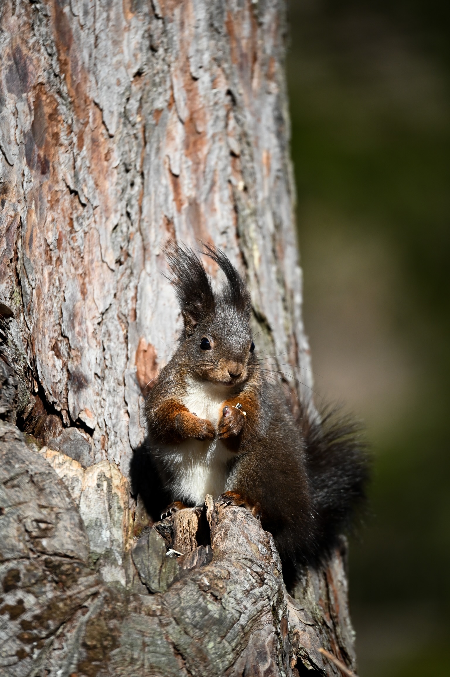 Squirrel