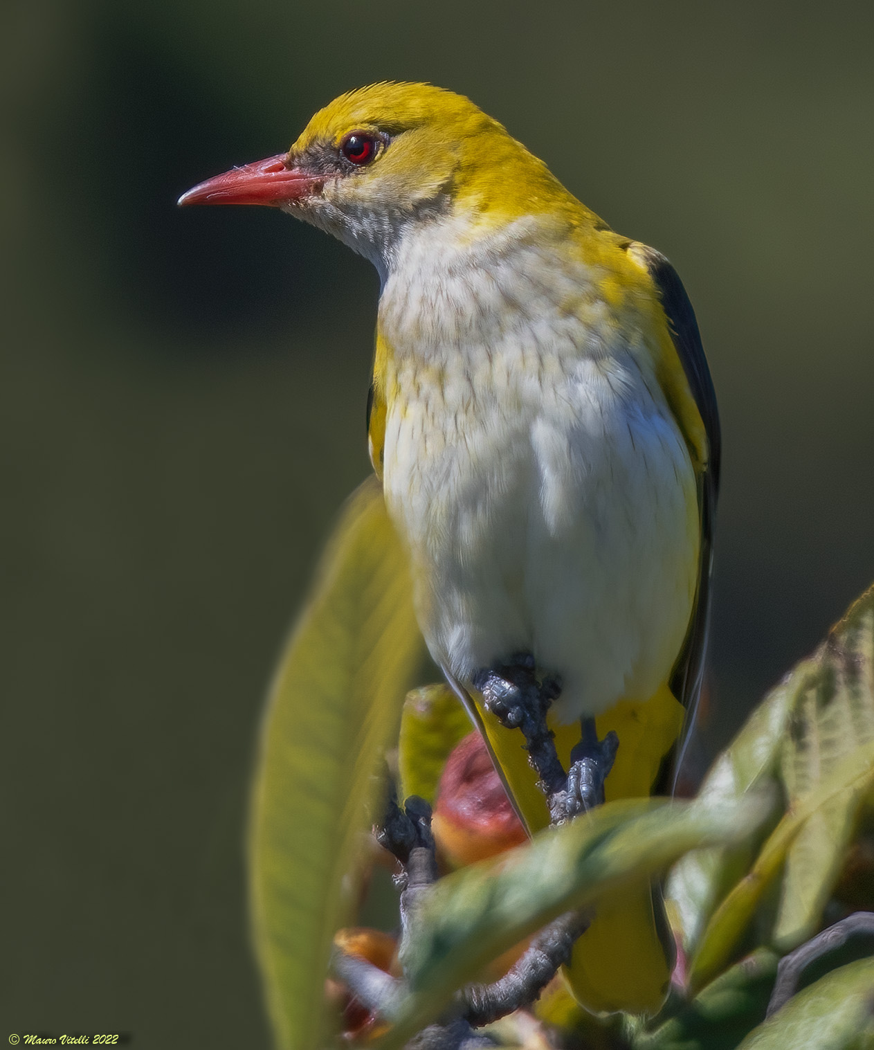 Oriolus (Oriolus oriolus)