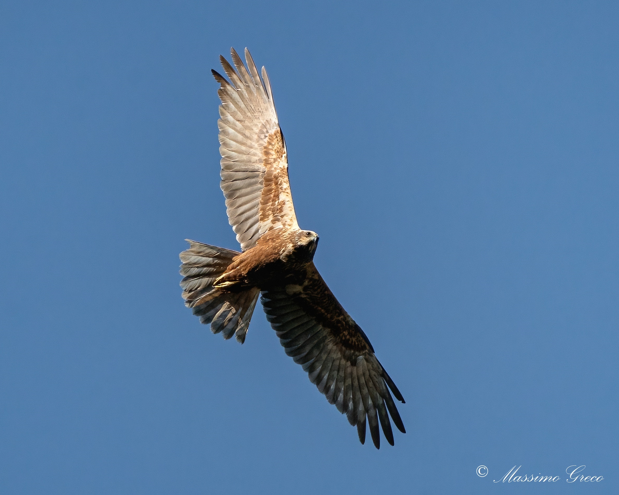 Marsh falcon (Circus aeruginosus)