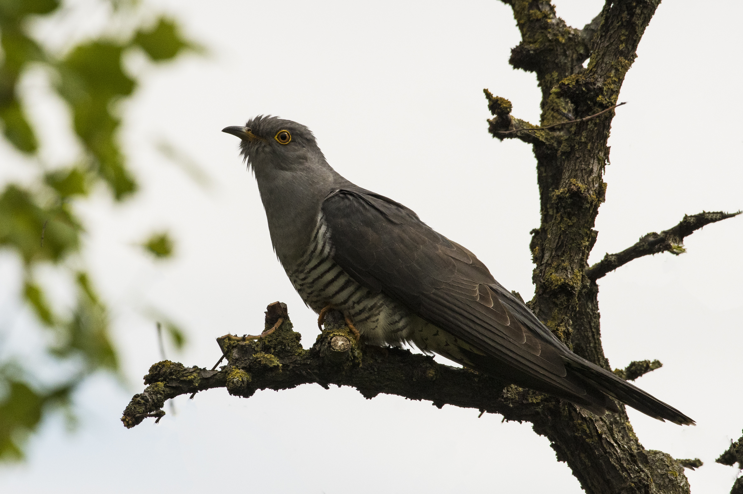 cuckoo on jujube