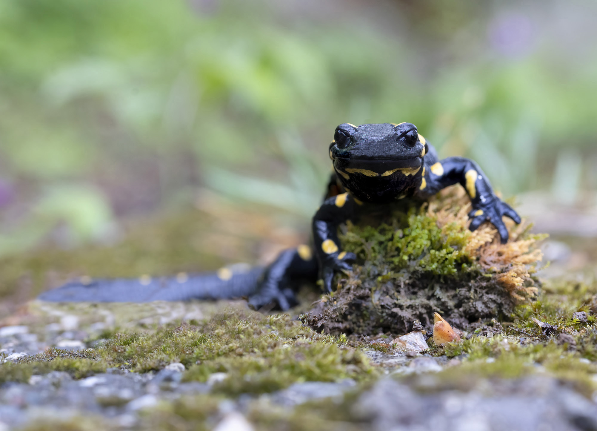 salamandra pezzata