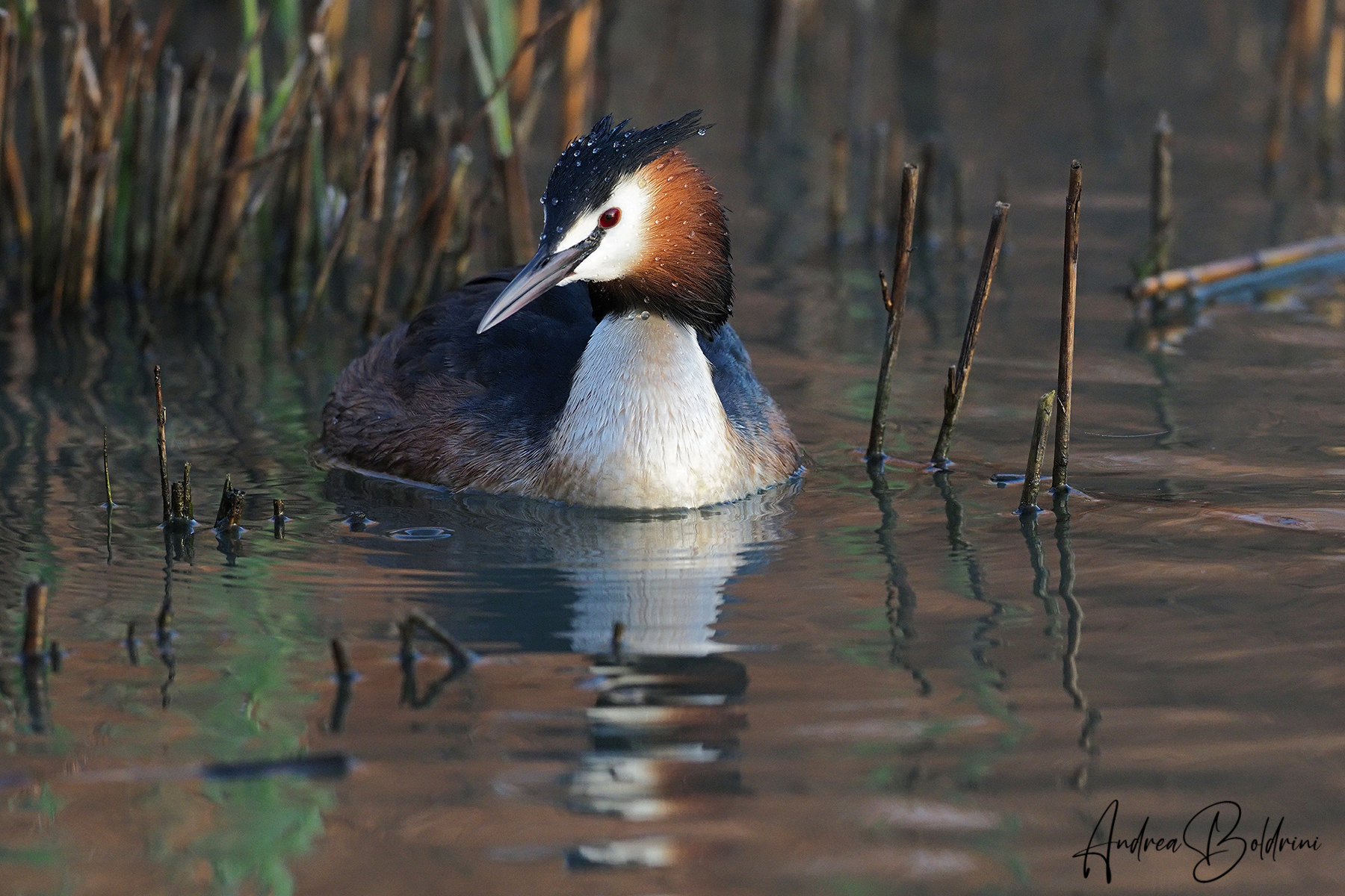 Grebe