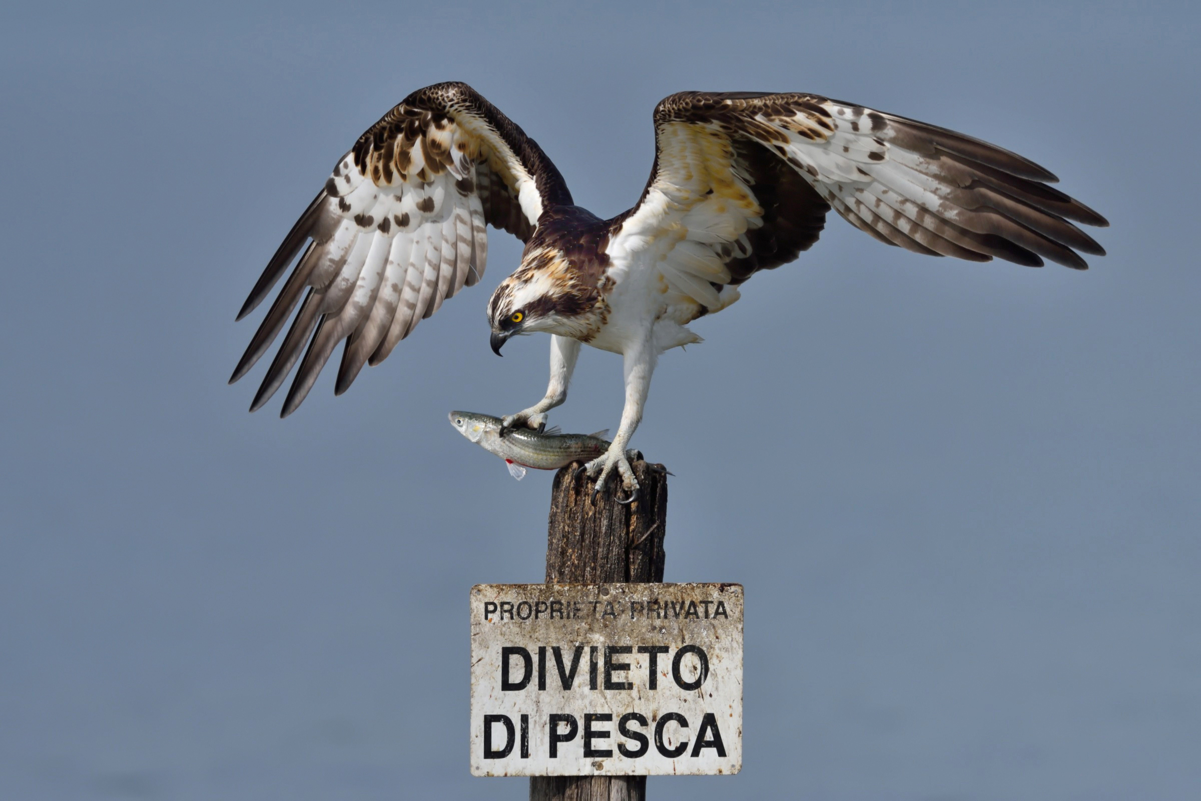 Osprey