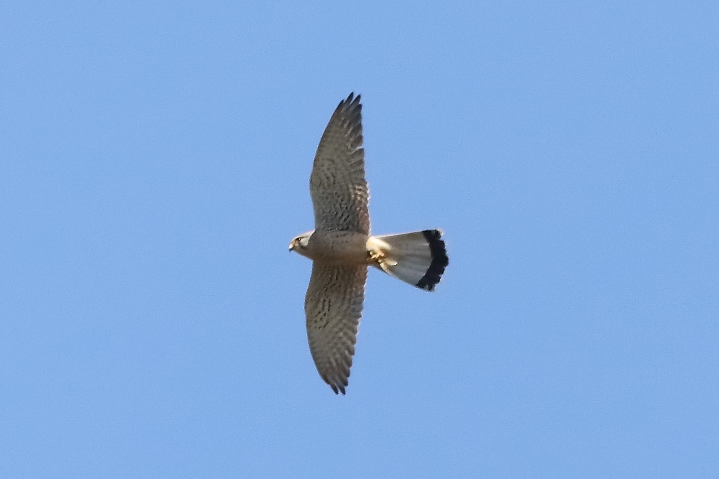 kestrel 05-04-2022