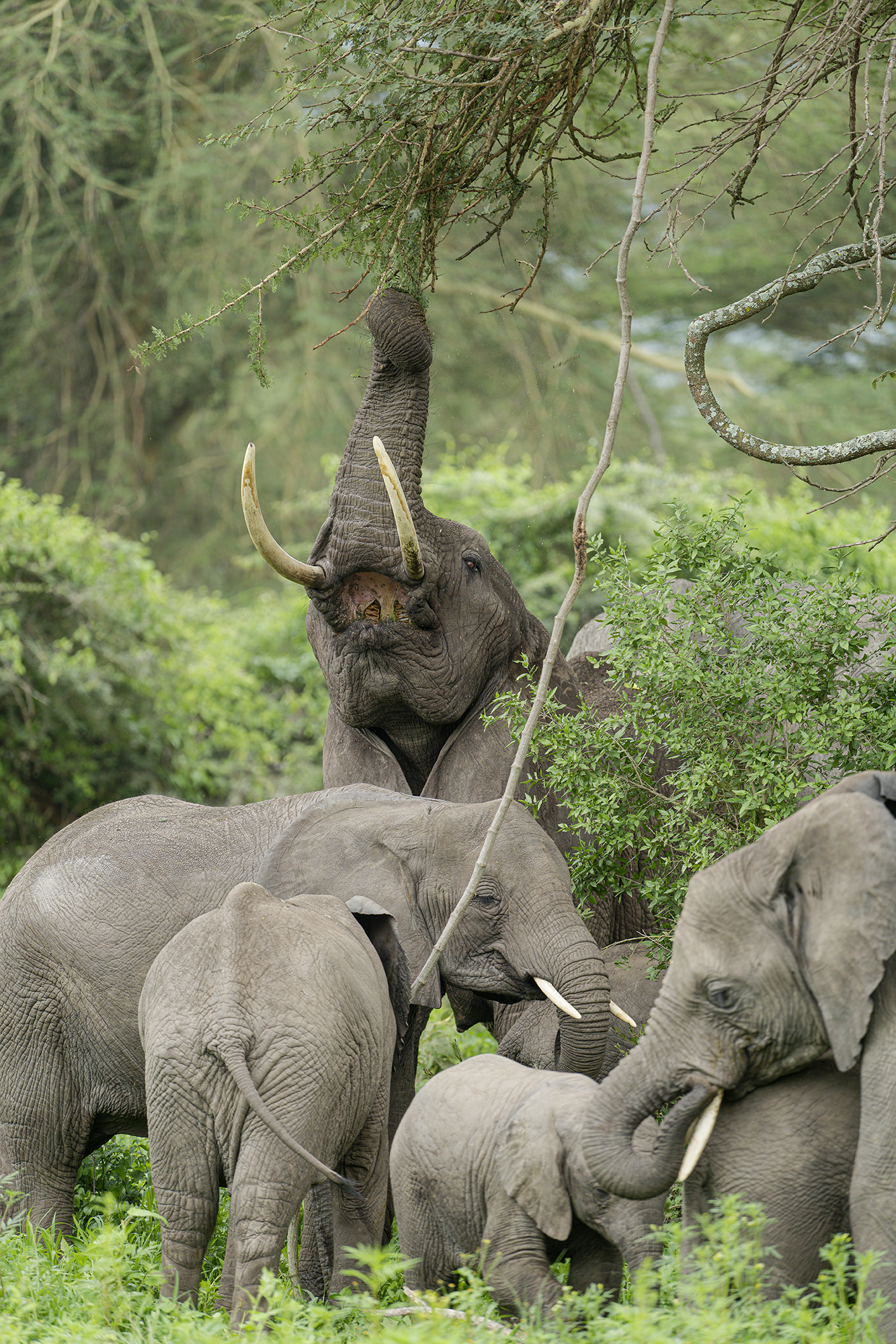 la voracita' dell'elefante