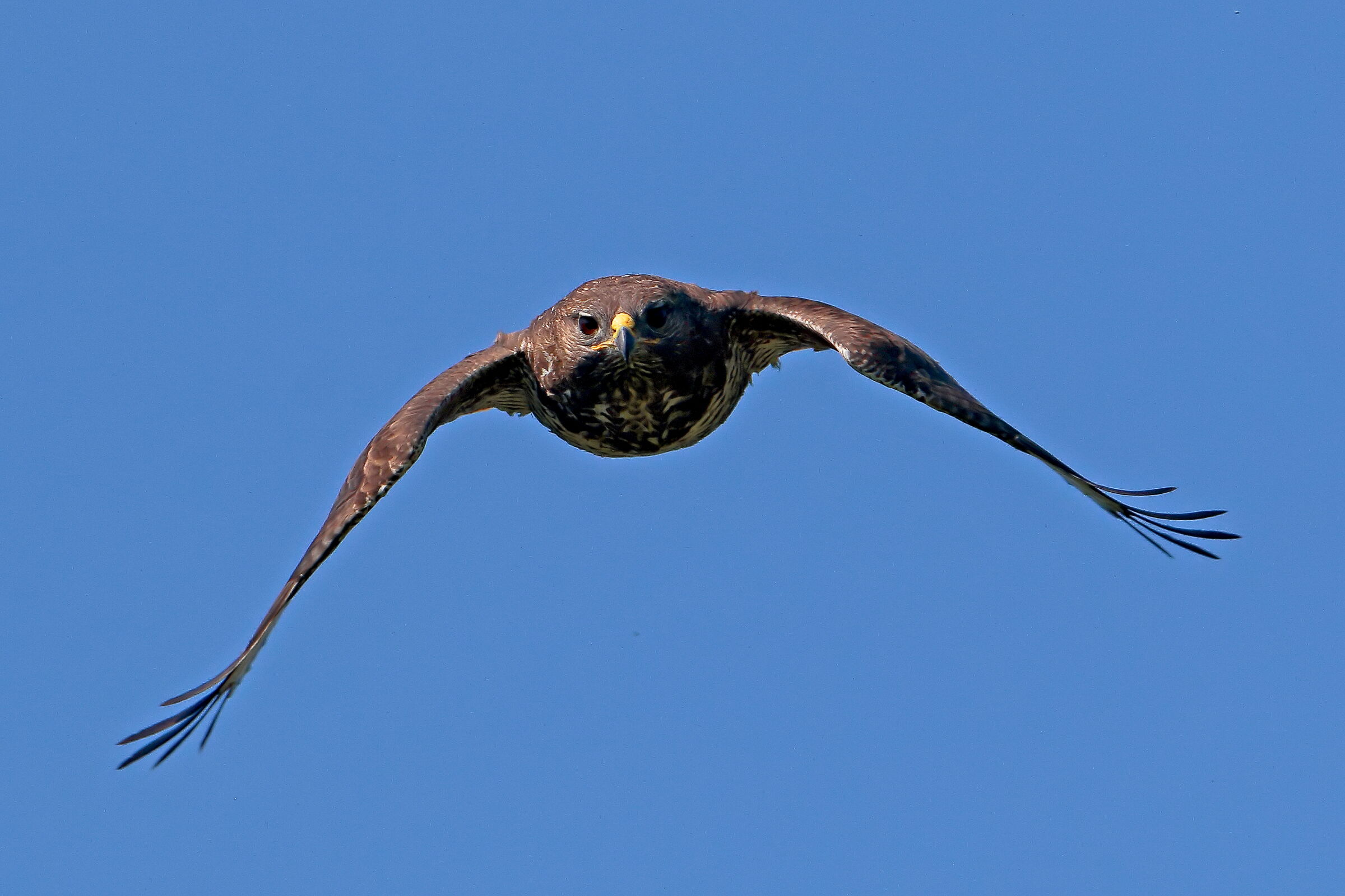 Buzzard on the attack.... of the undersigned.
