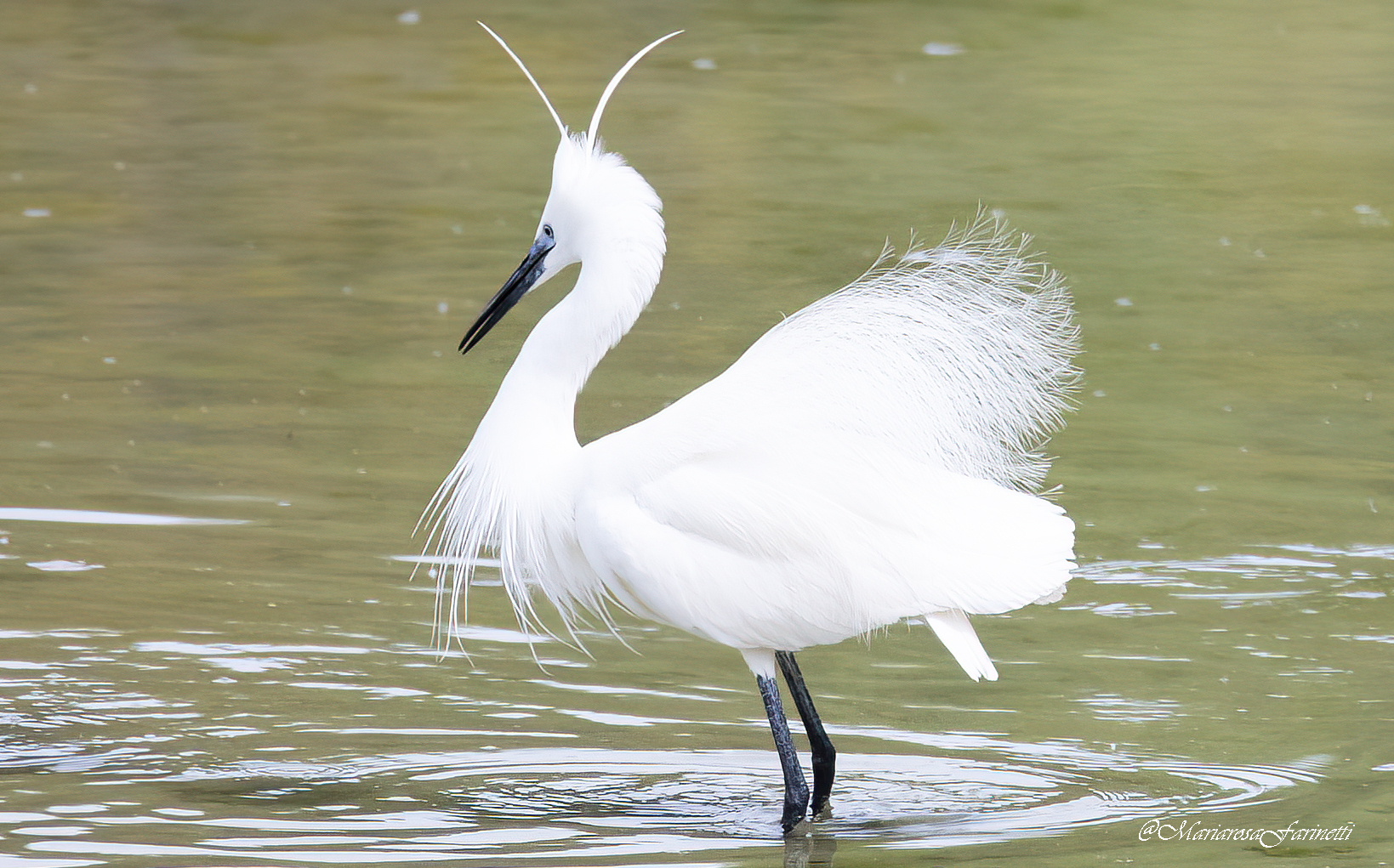 Egretta Garzetta