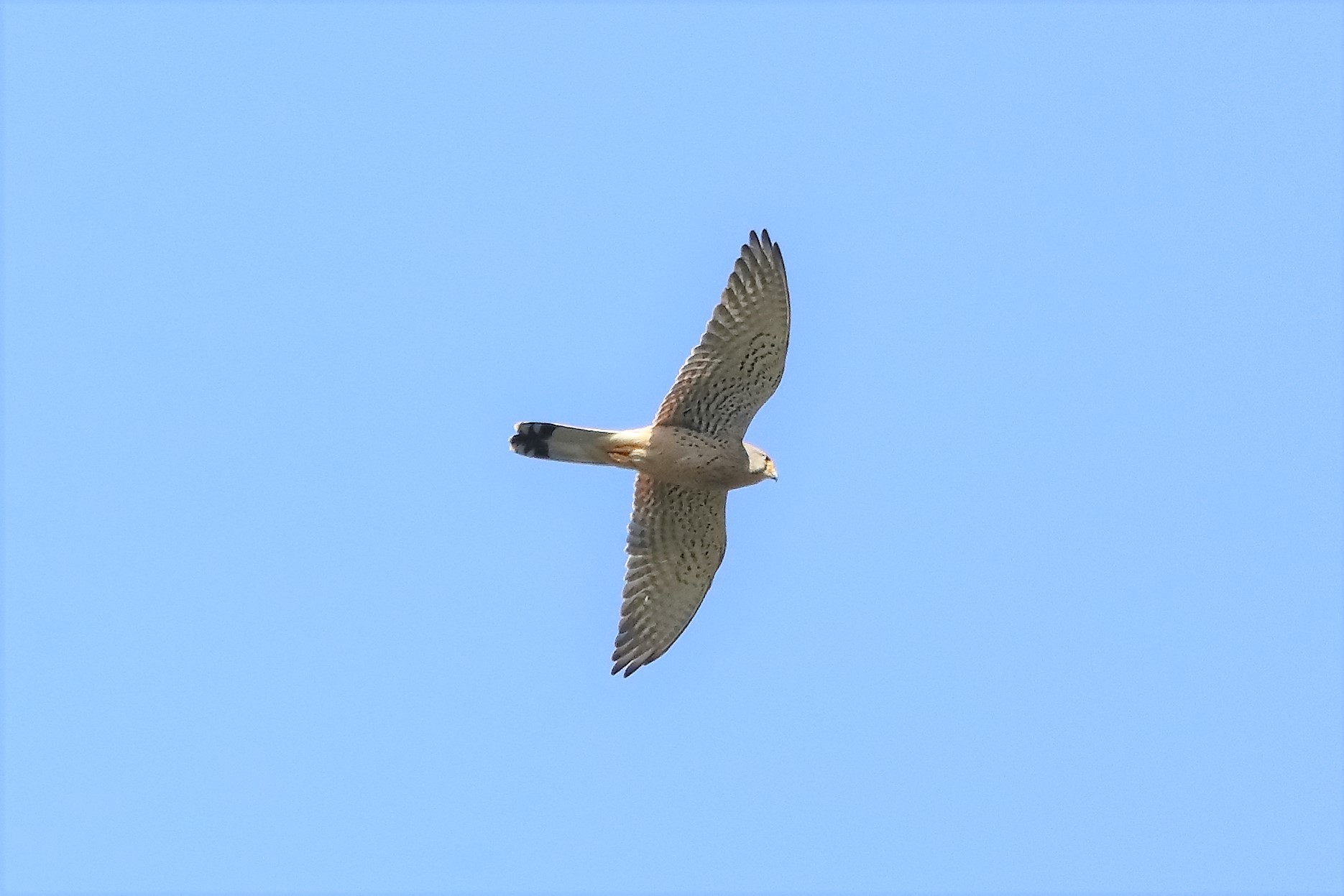 kestrel 08-04-2022