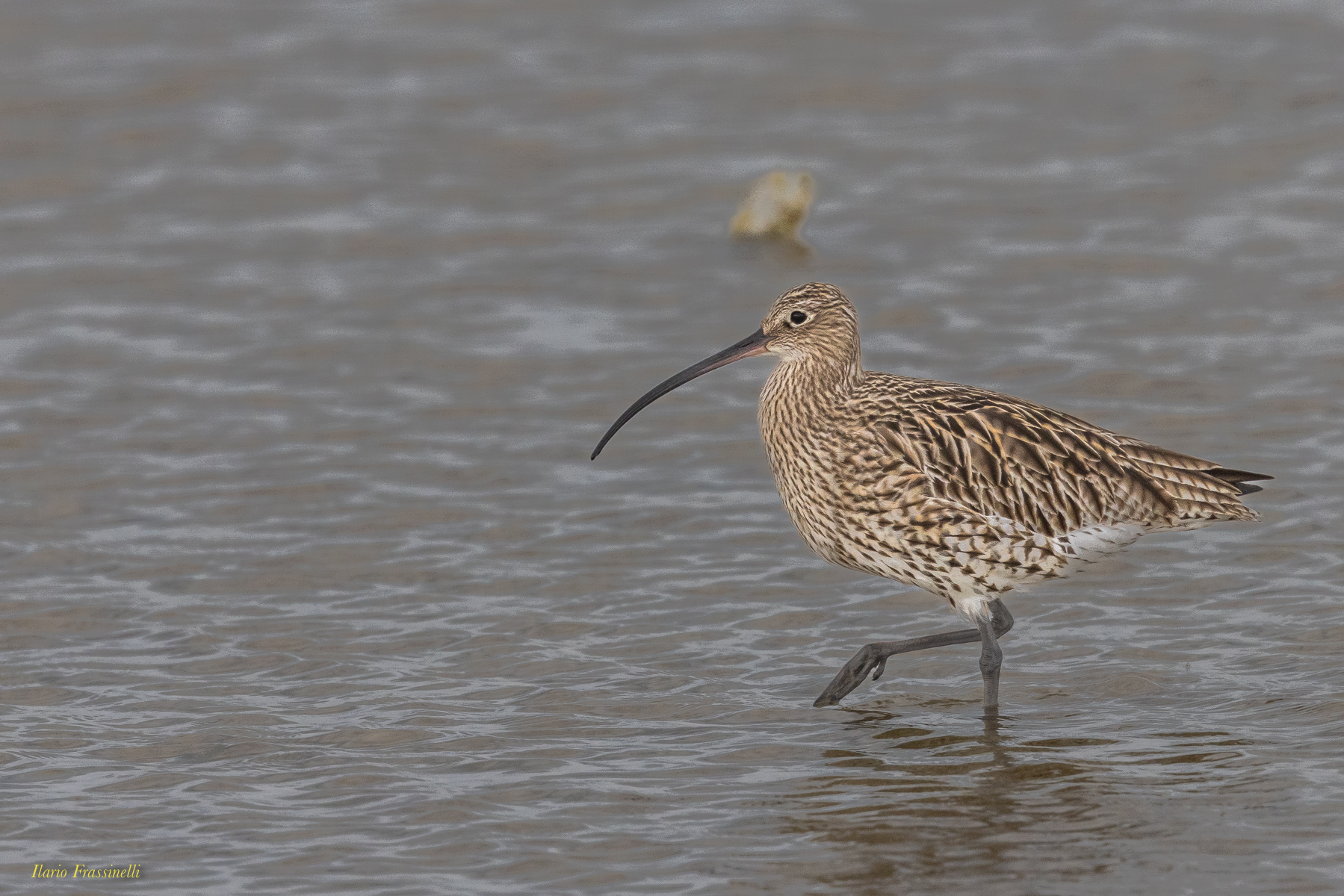 Il passeggio del chiurlo