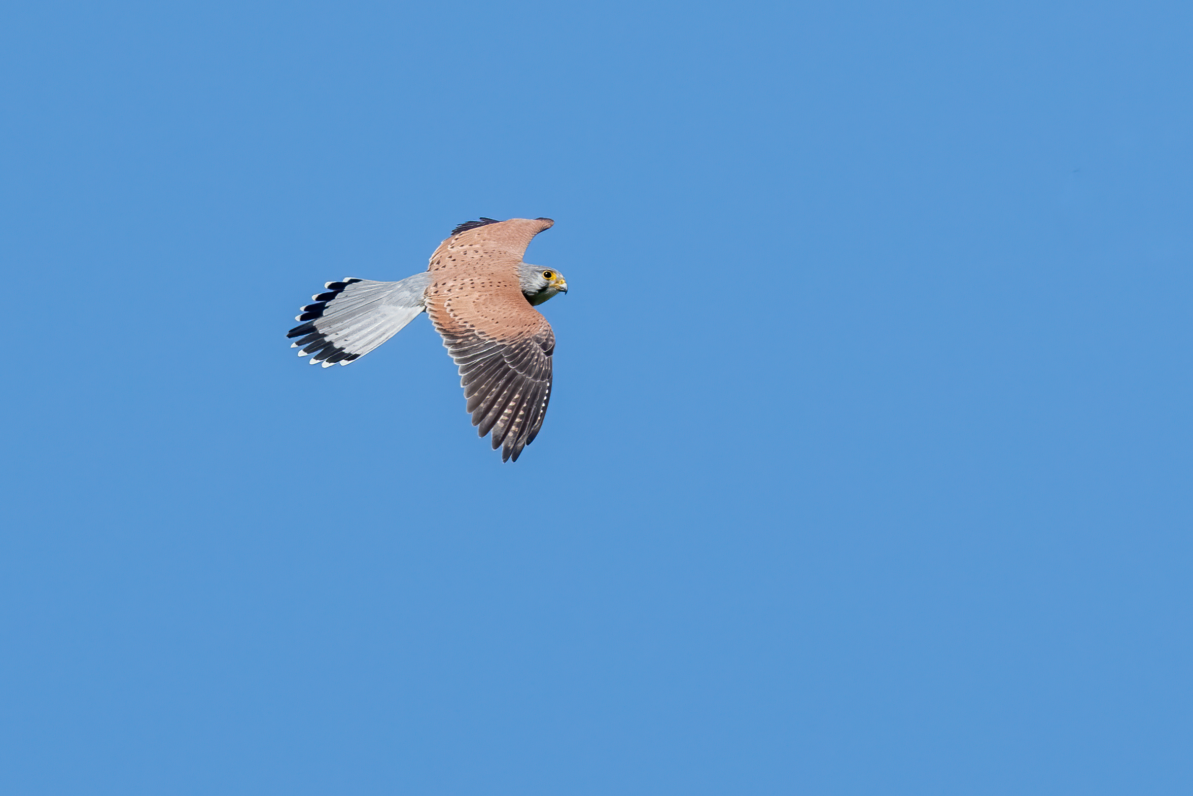 Kestrel
