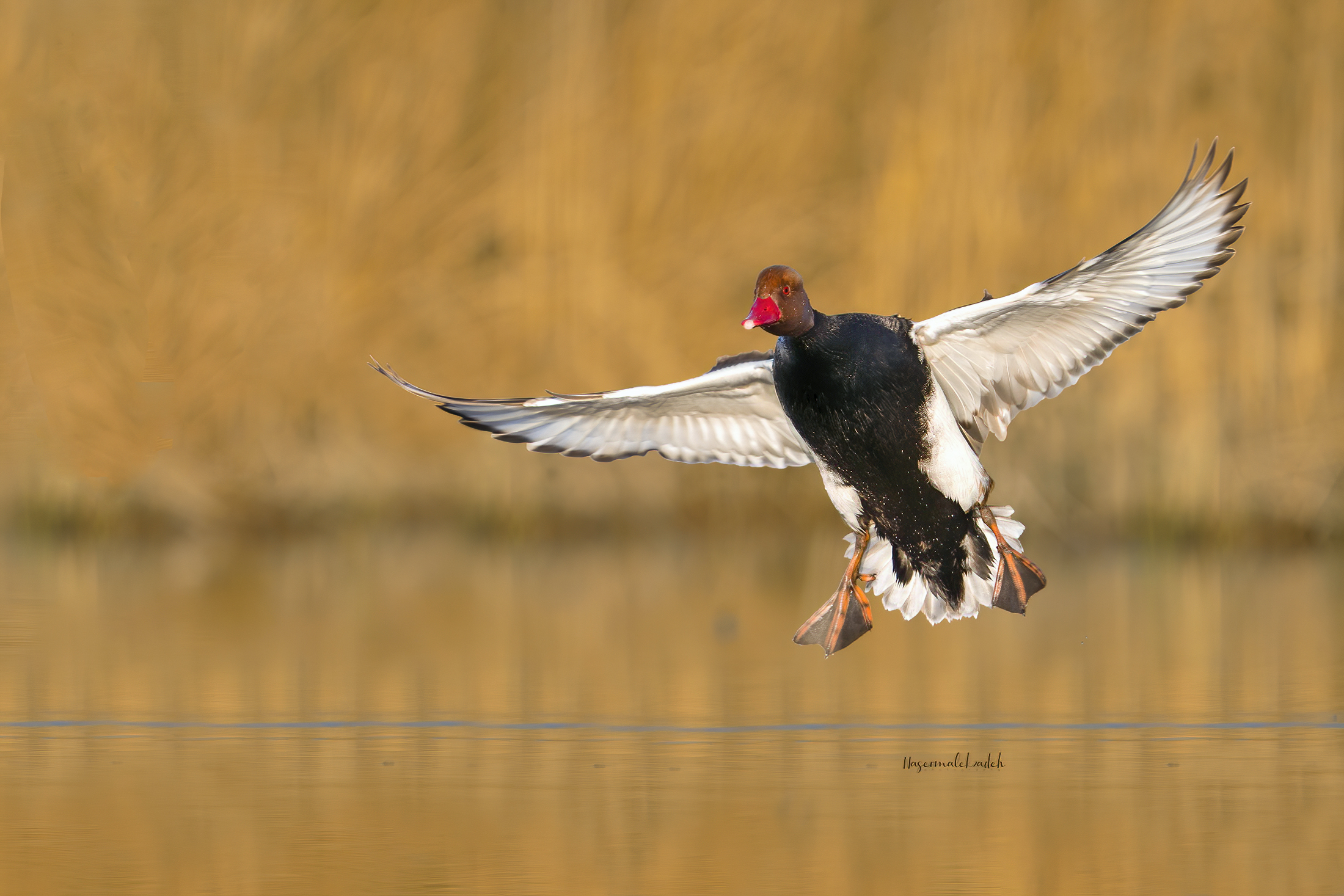 Red-crested pocard