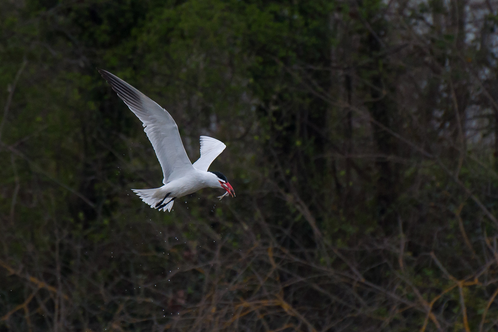 Tern with prey