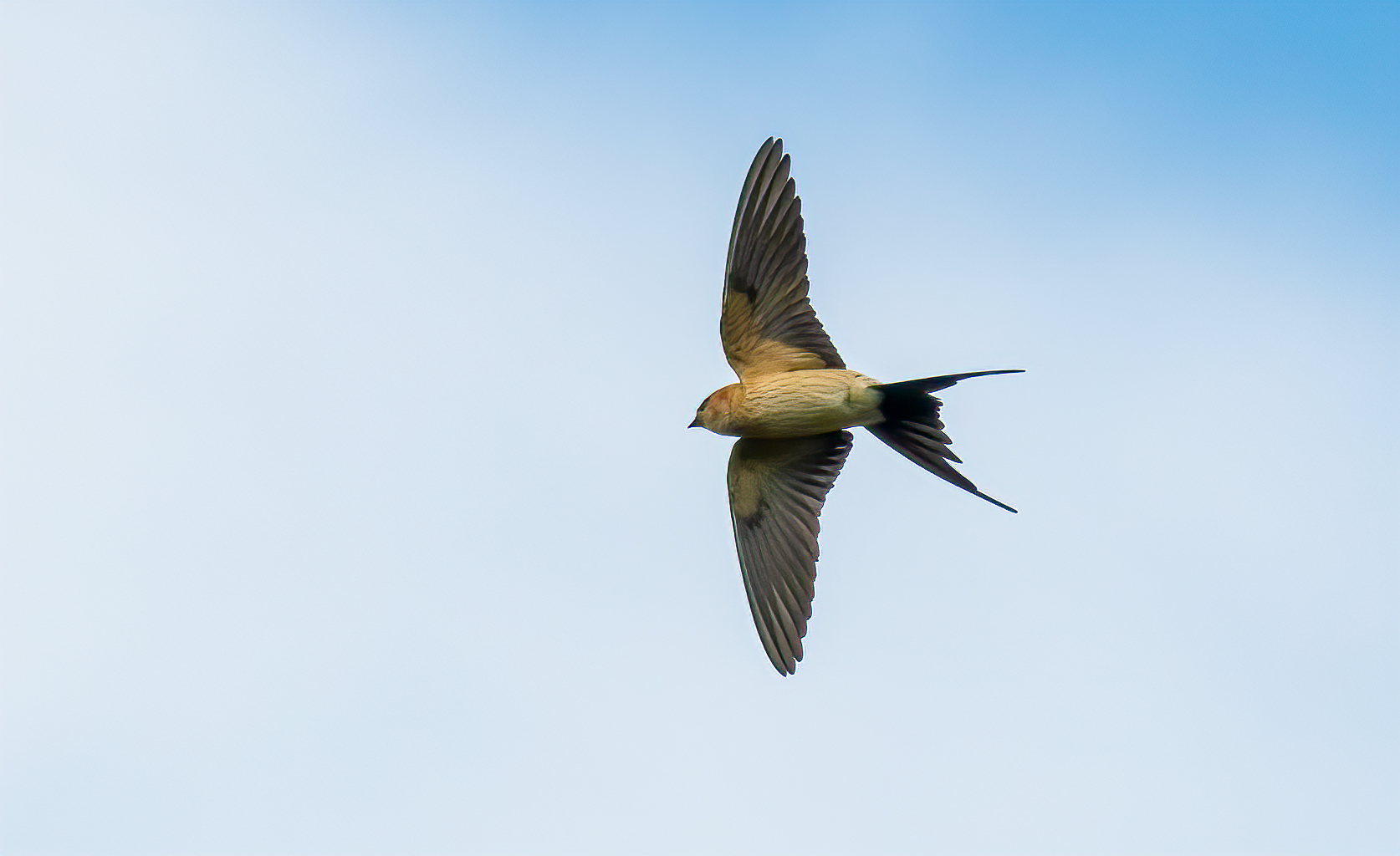 Reddish swallow