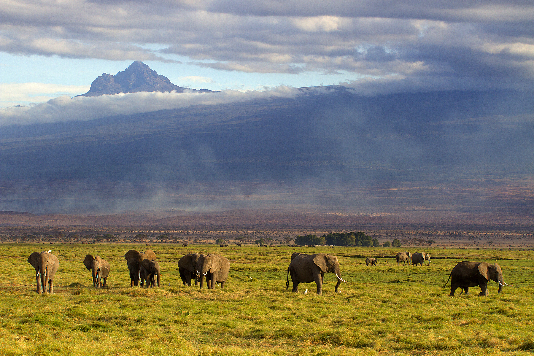M. Kenya from Anboseli National Park