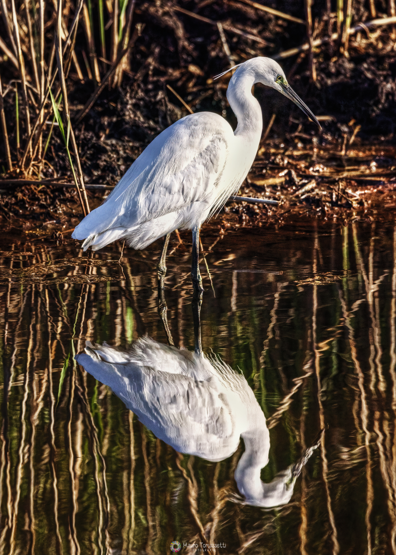 egret