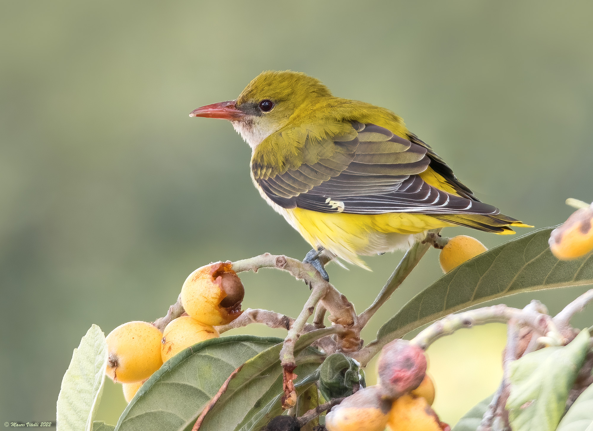 Oriolus (Oriolus oriolus)