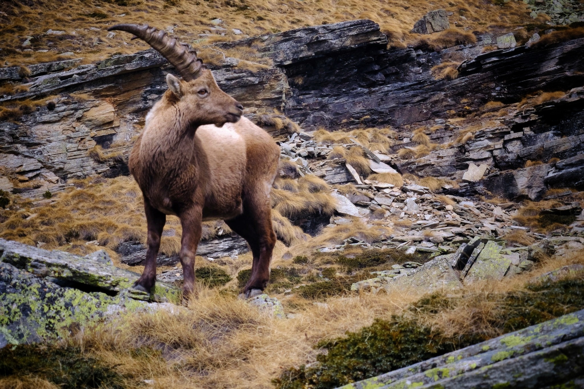 Goat Ibex