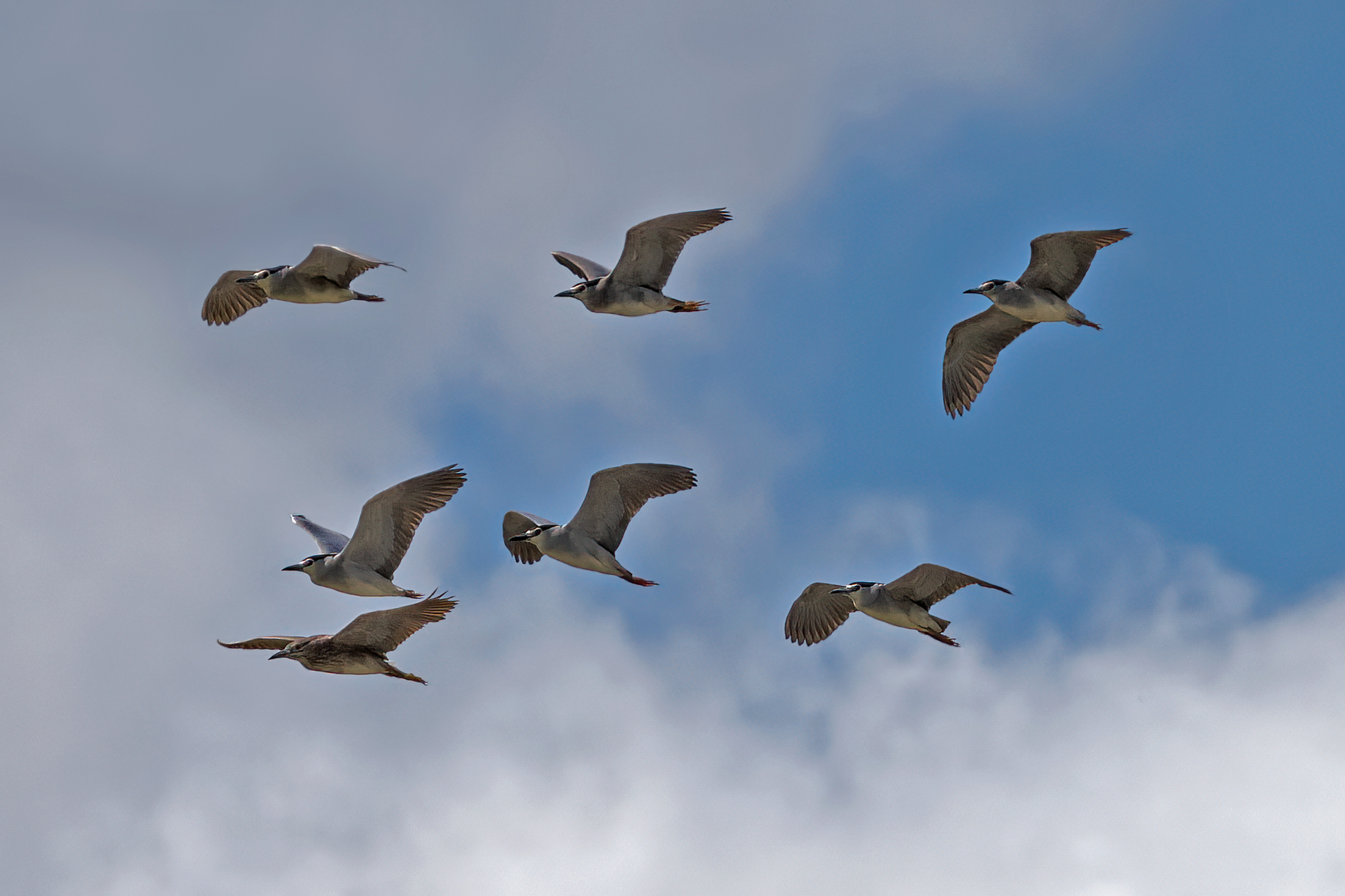 Nitticore in volo