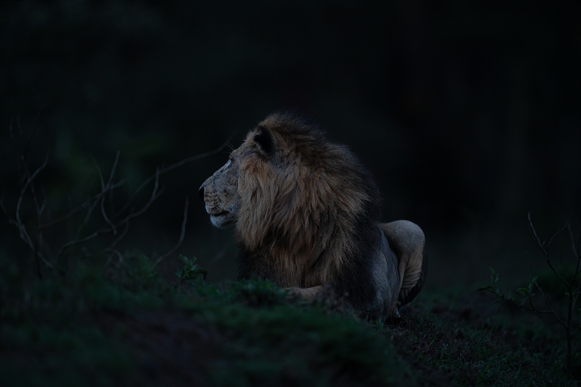 Lion in the Dark Forest