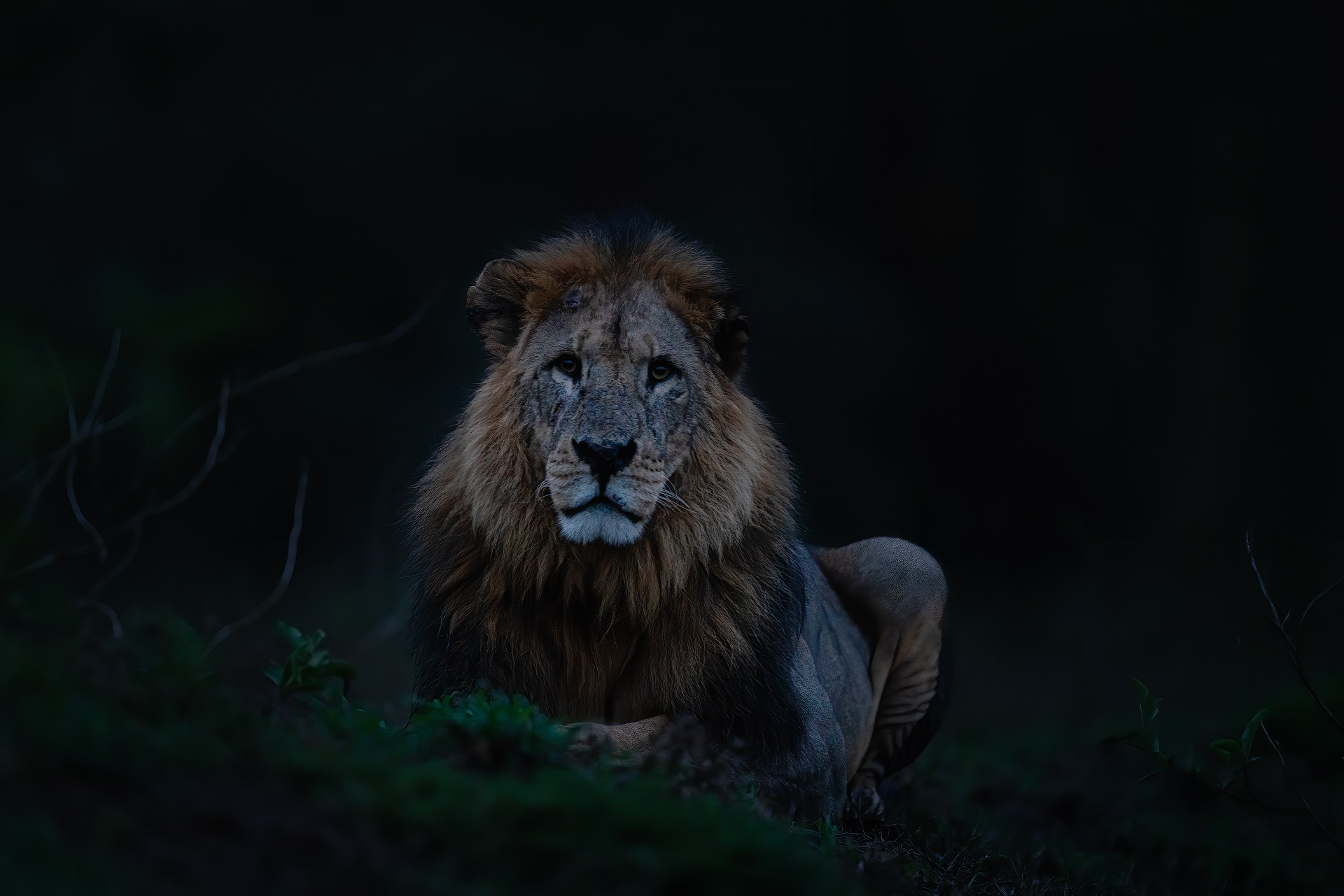 Lion in the Dark Forest
