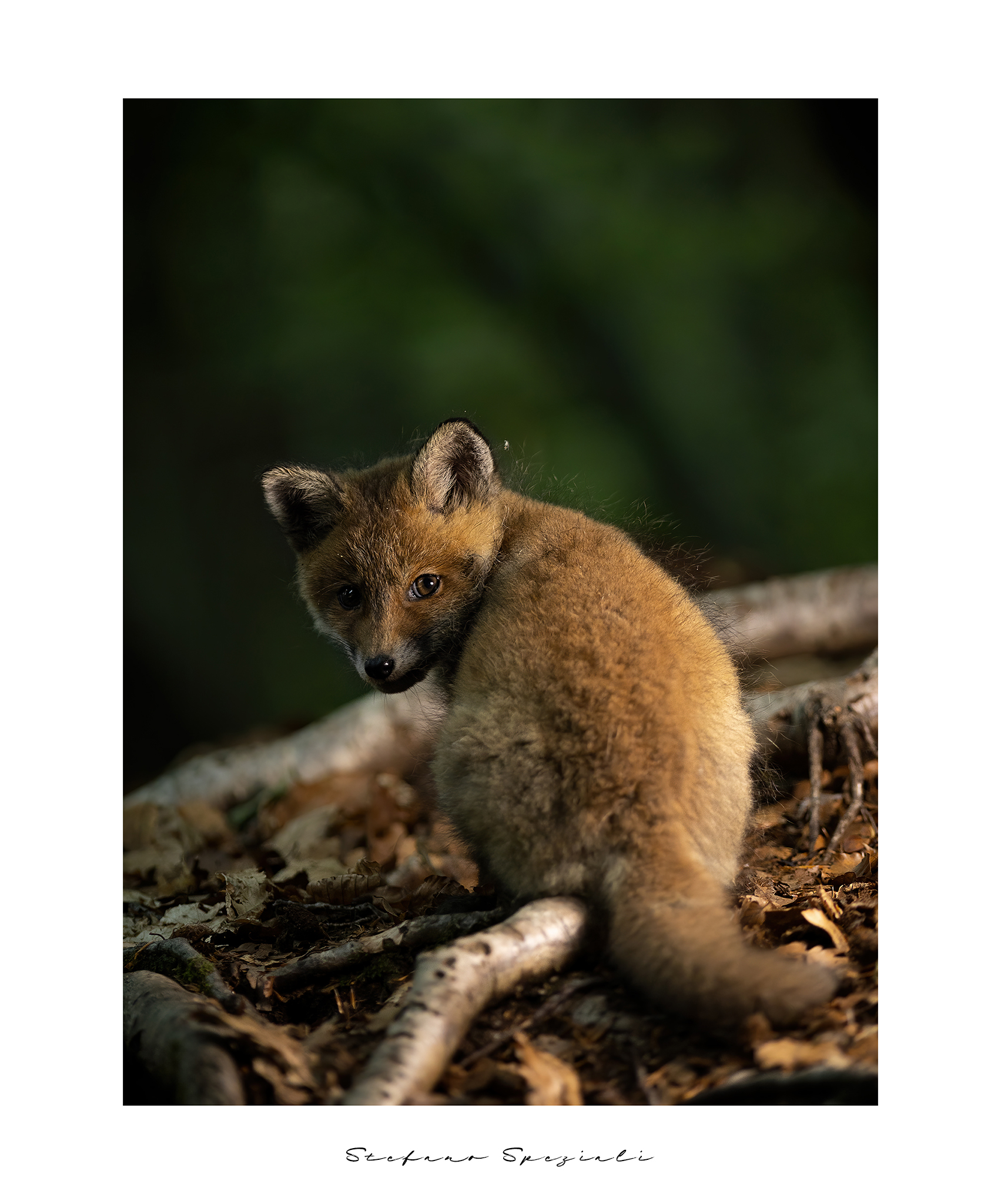 Volpe - Vulpes vulpes