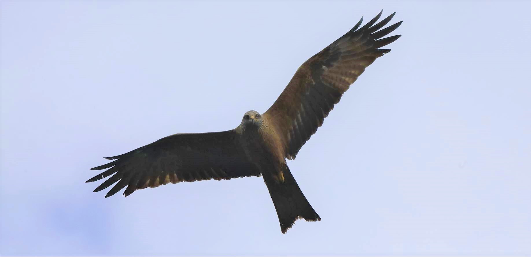 Black kite 24-04-2022