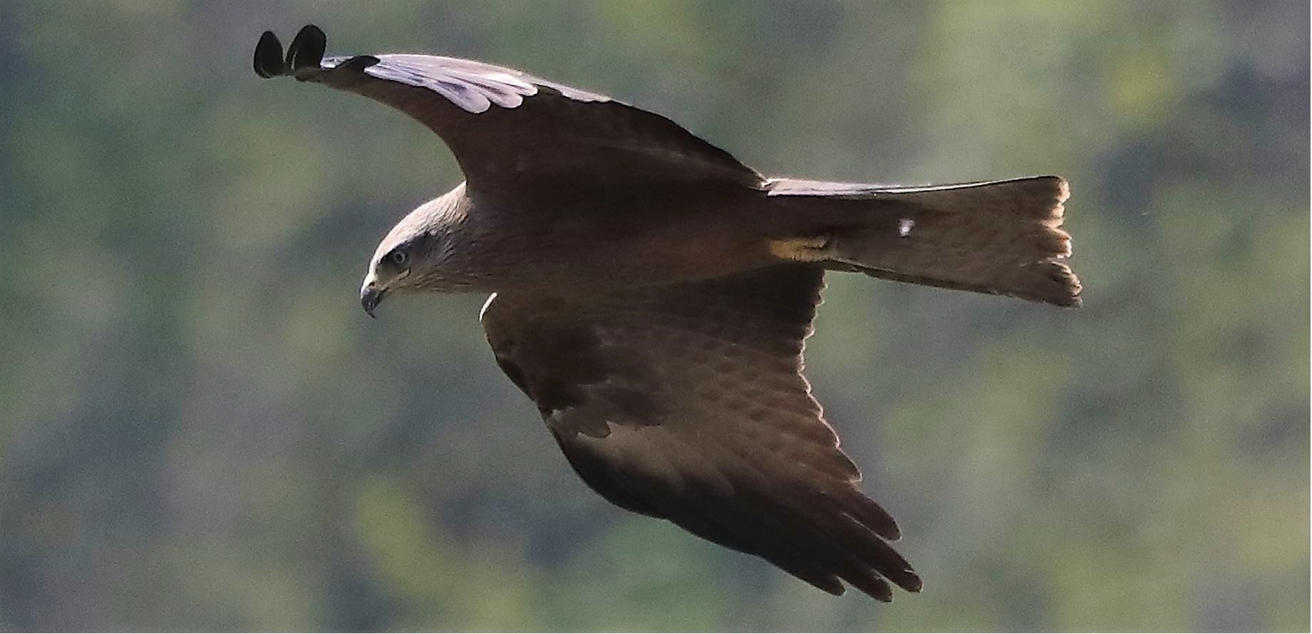 Black kite 27-04-2022