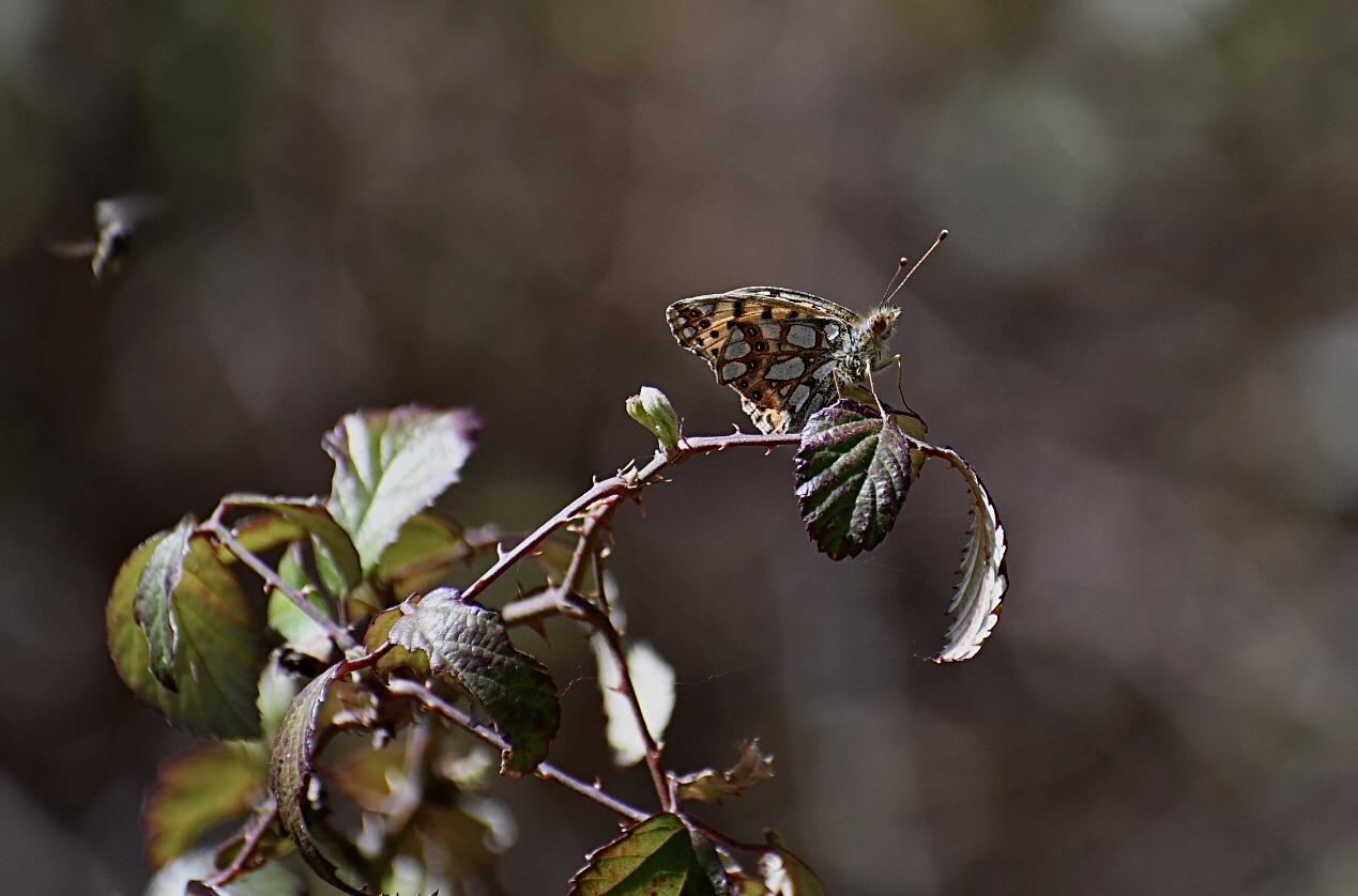 Avvisaglie di una nuova primavera