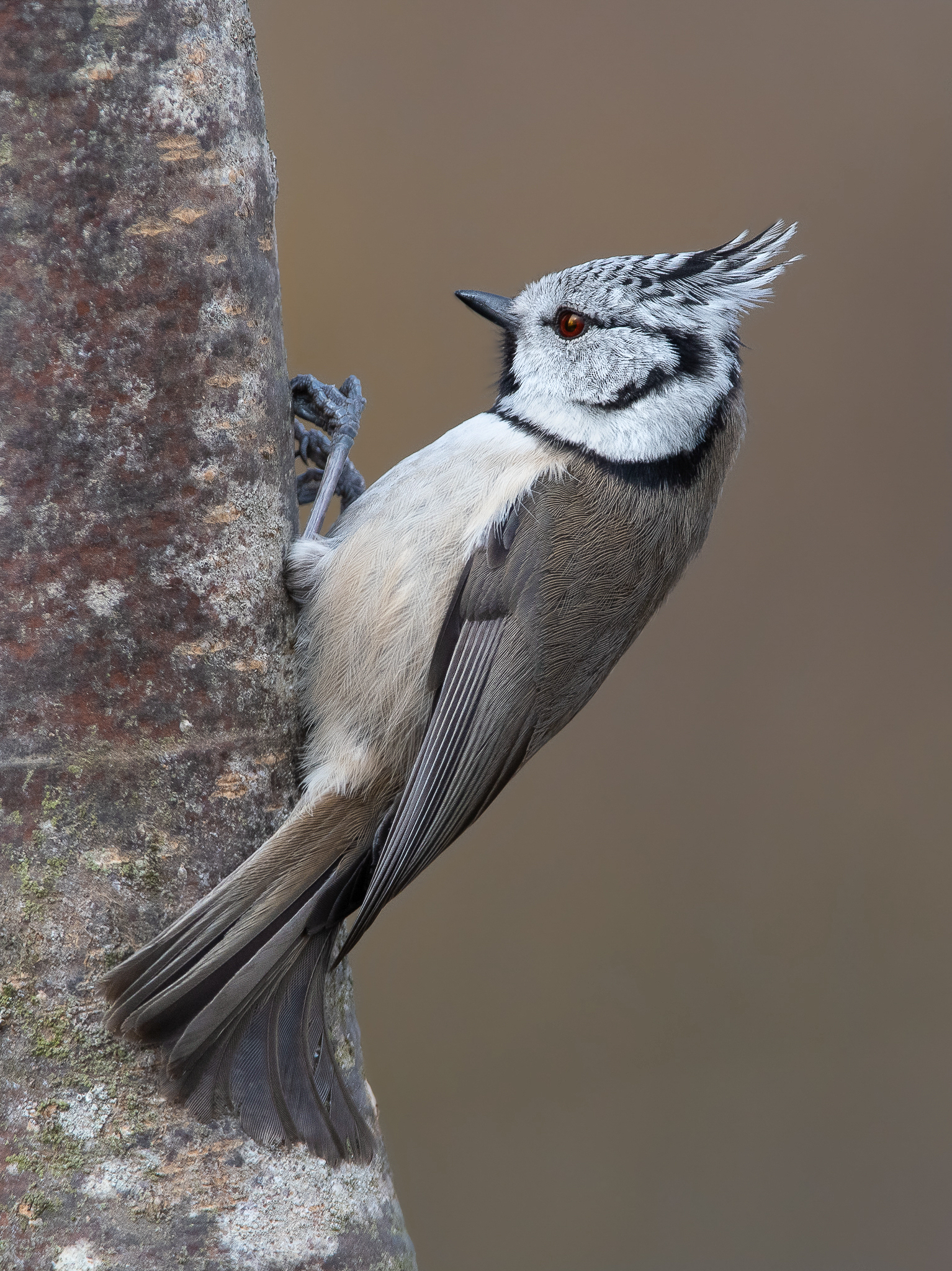 La presa della Cincia dal ciuffo