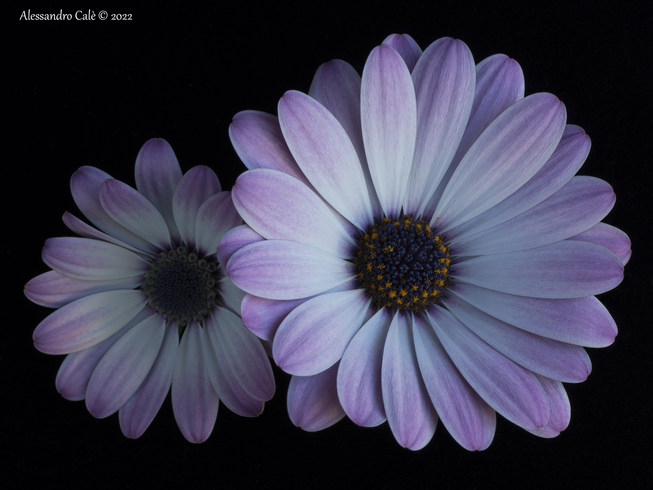 Dimorphotheca (Margherita africana) 3790