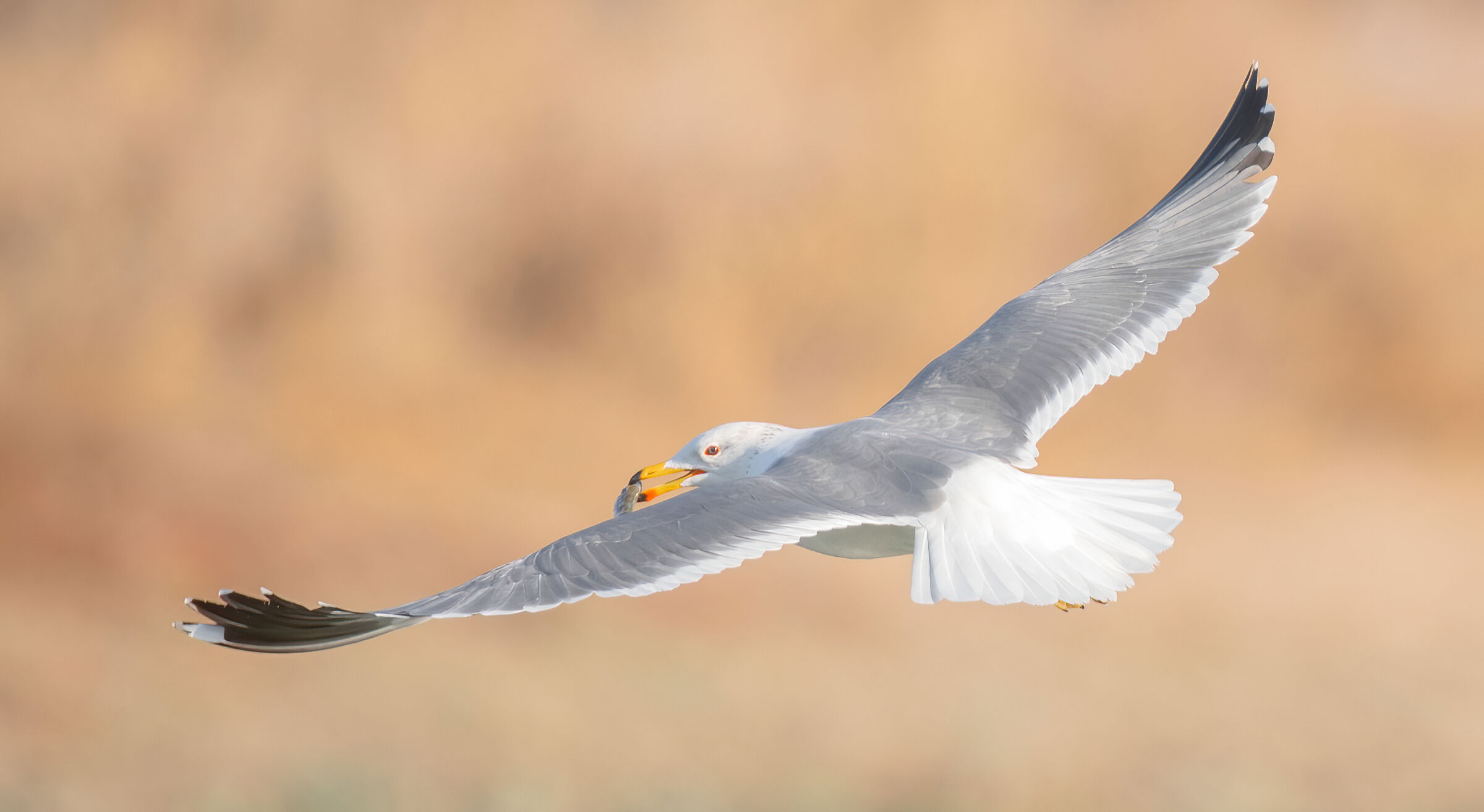 larus armenicus