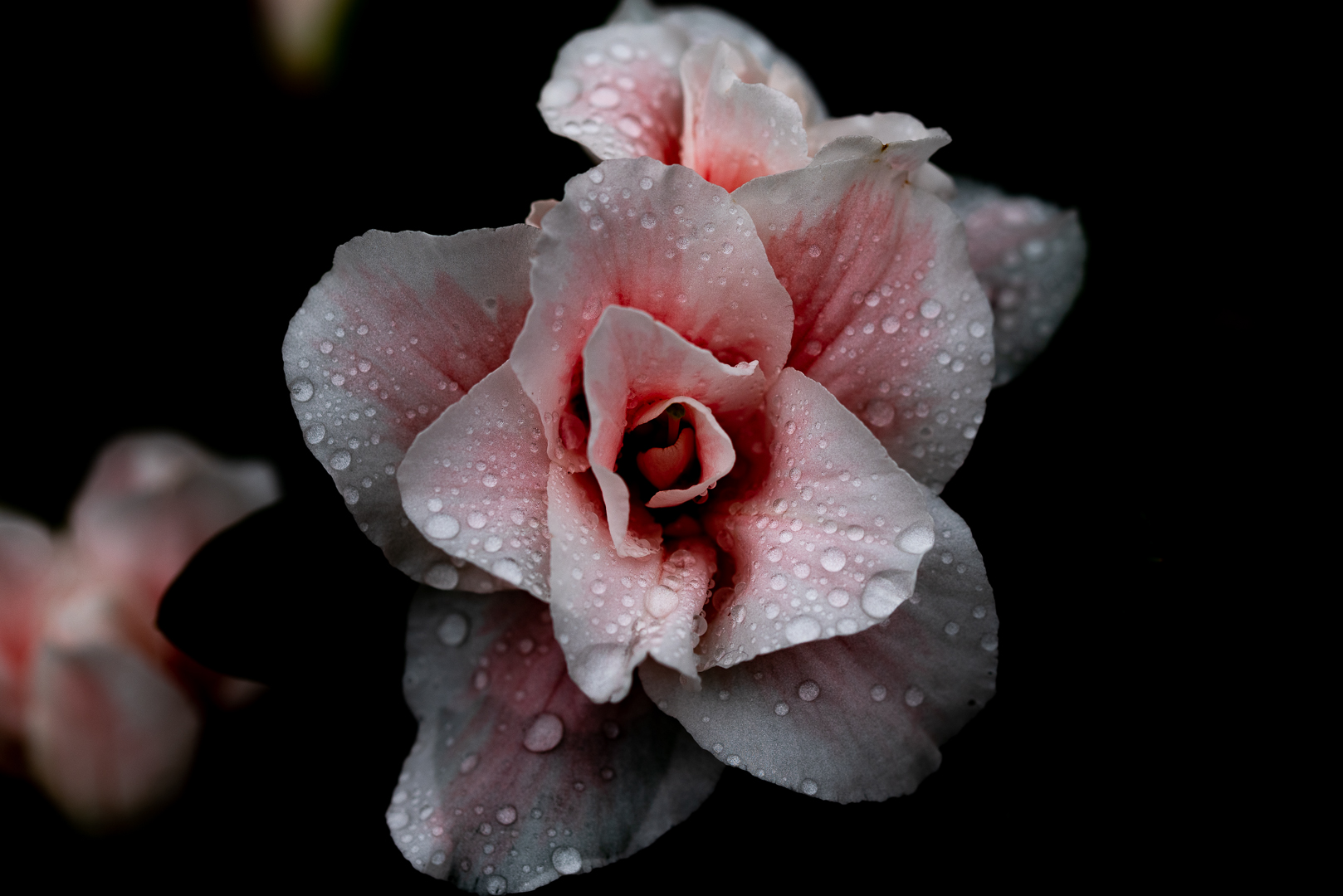 Rosa