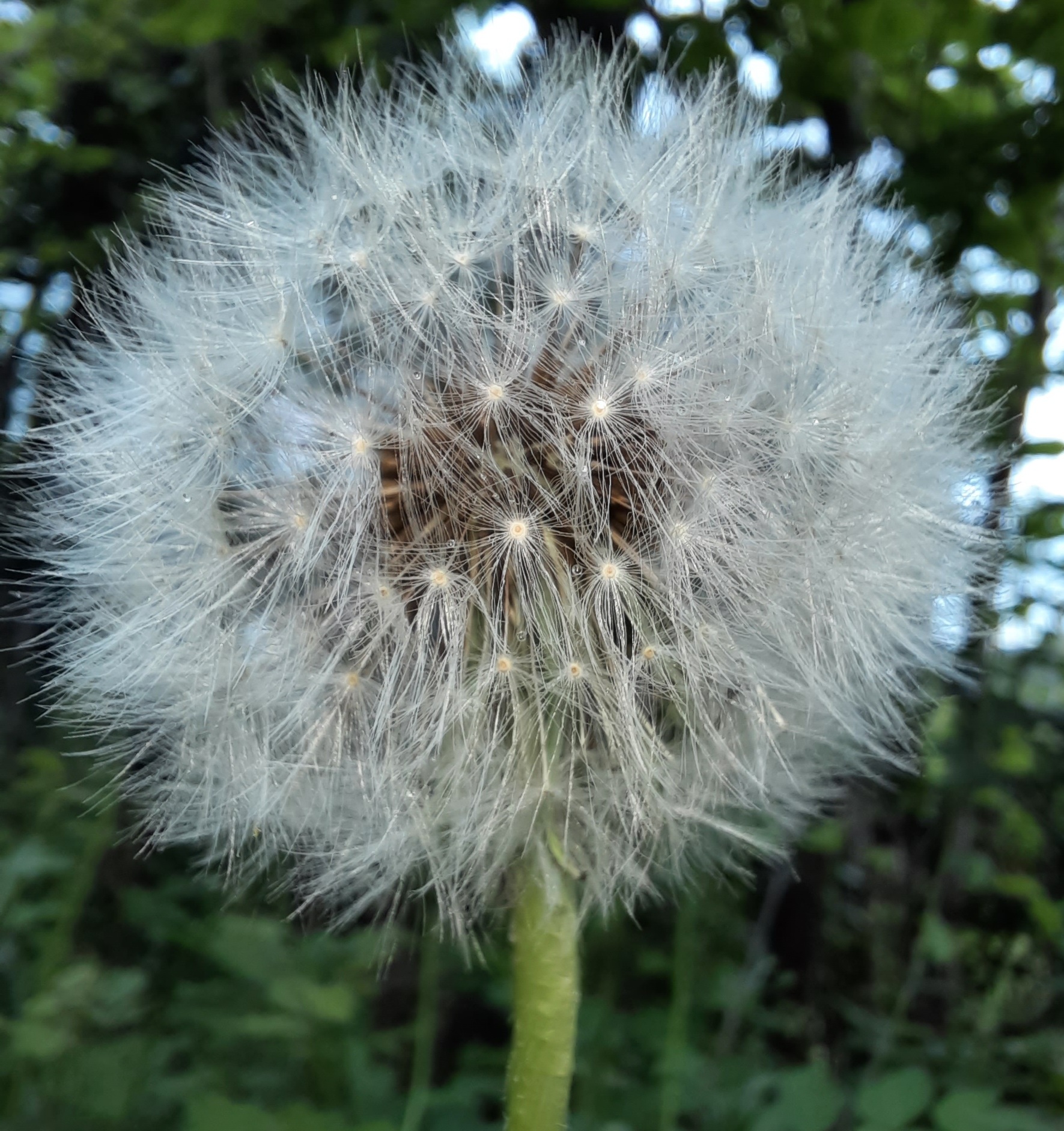 Soffione