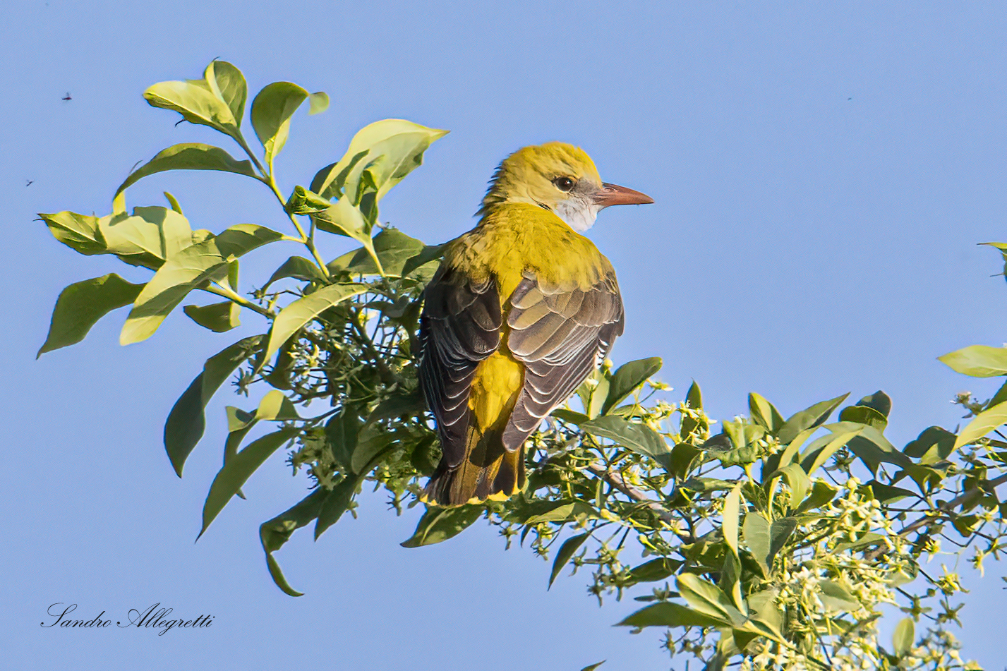 Il rigogolo (Oriolus oriolus)
