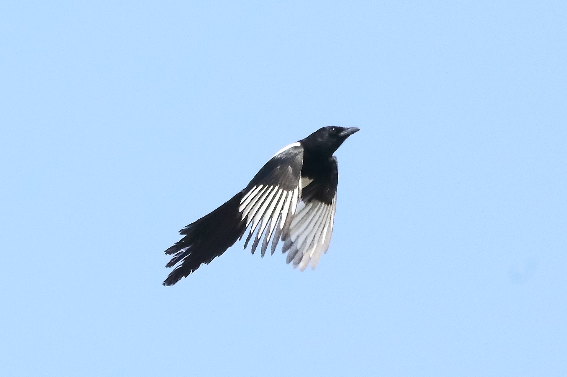 magpie 17-04-2022