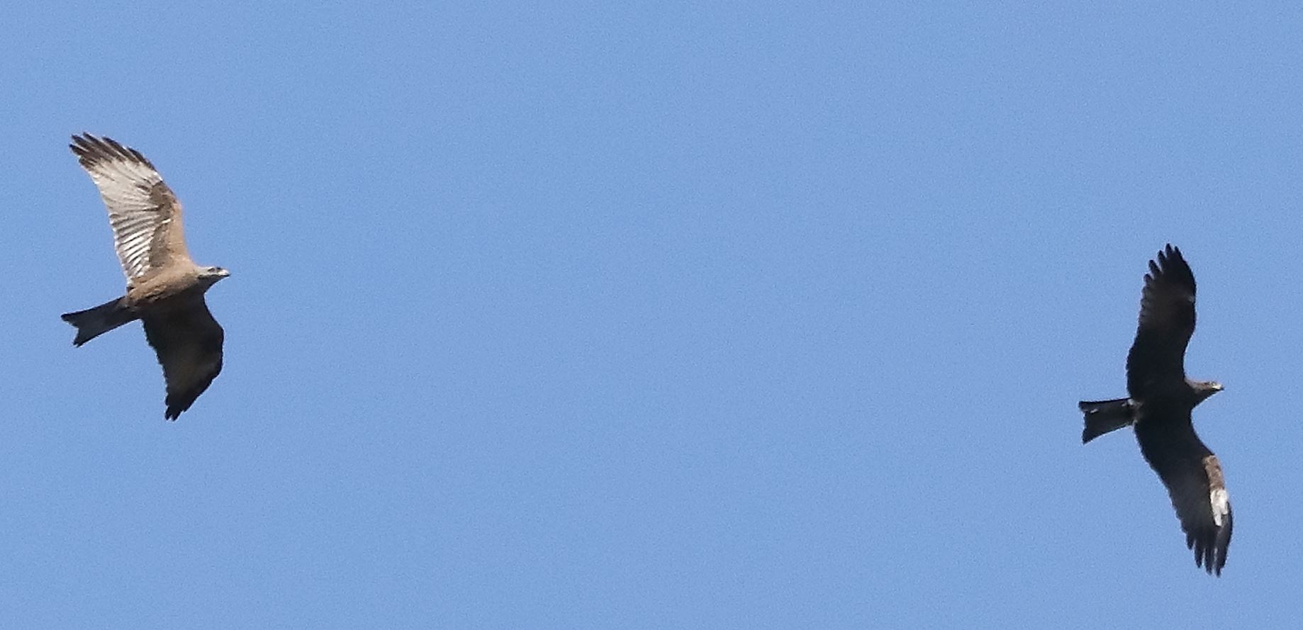 Black kite 17-04-2022