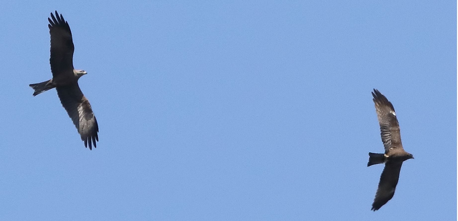 Black kite 17-04-2022