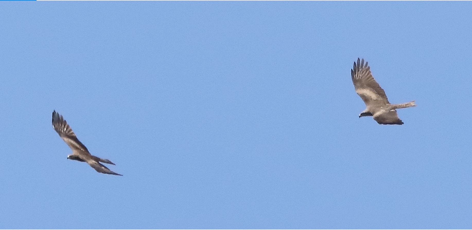 Black kite 17-04-2022