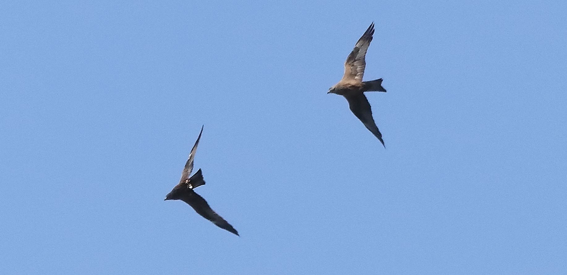 Black kite 17-04-2022