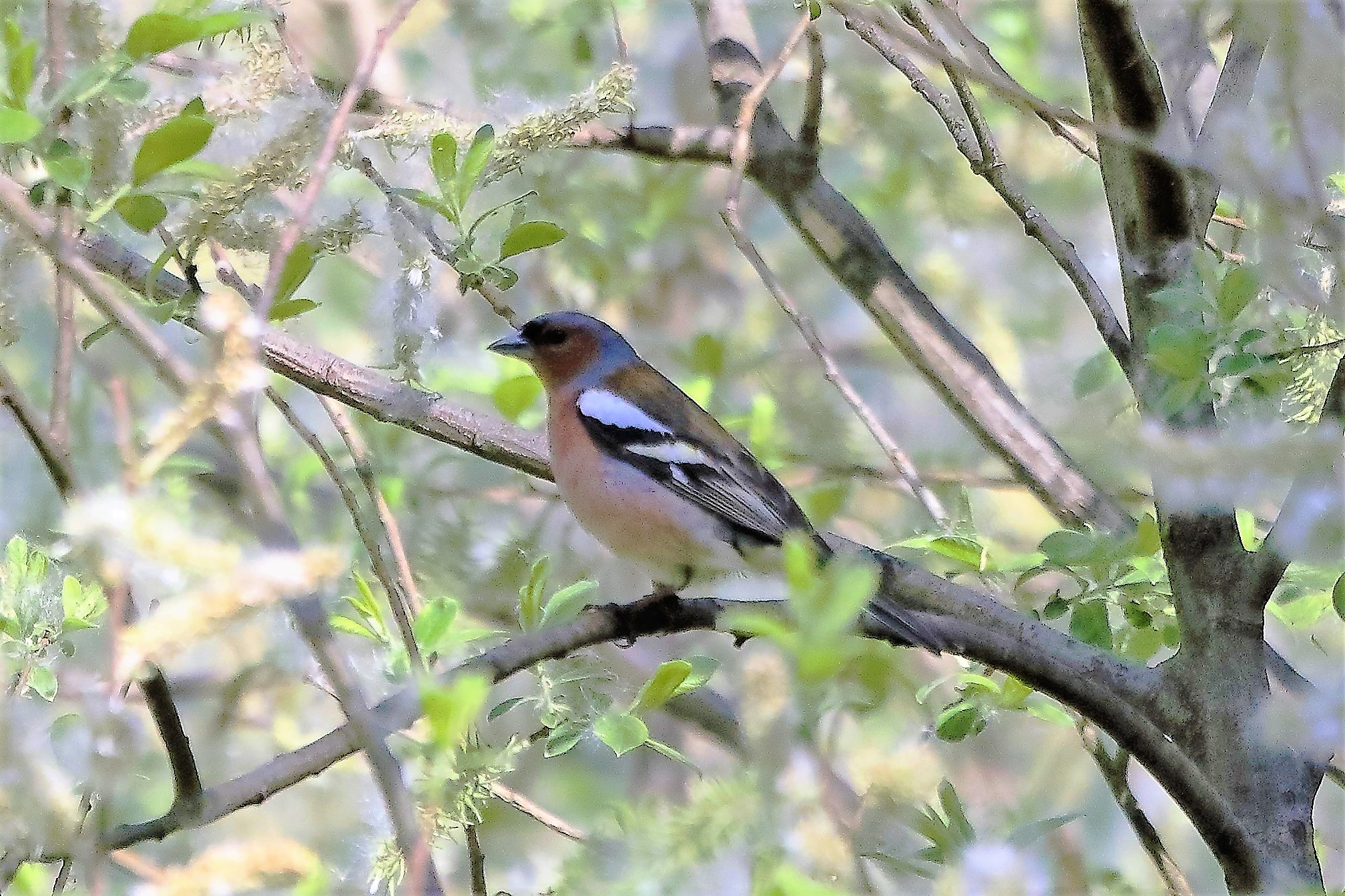 chaffinch 18-04-2022