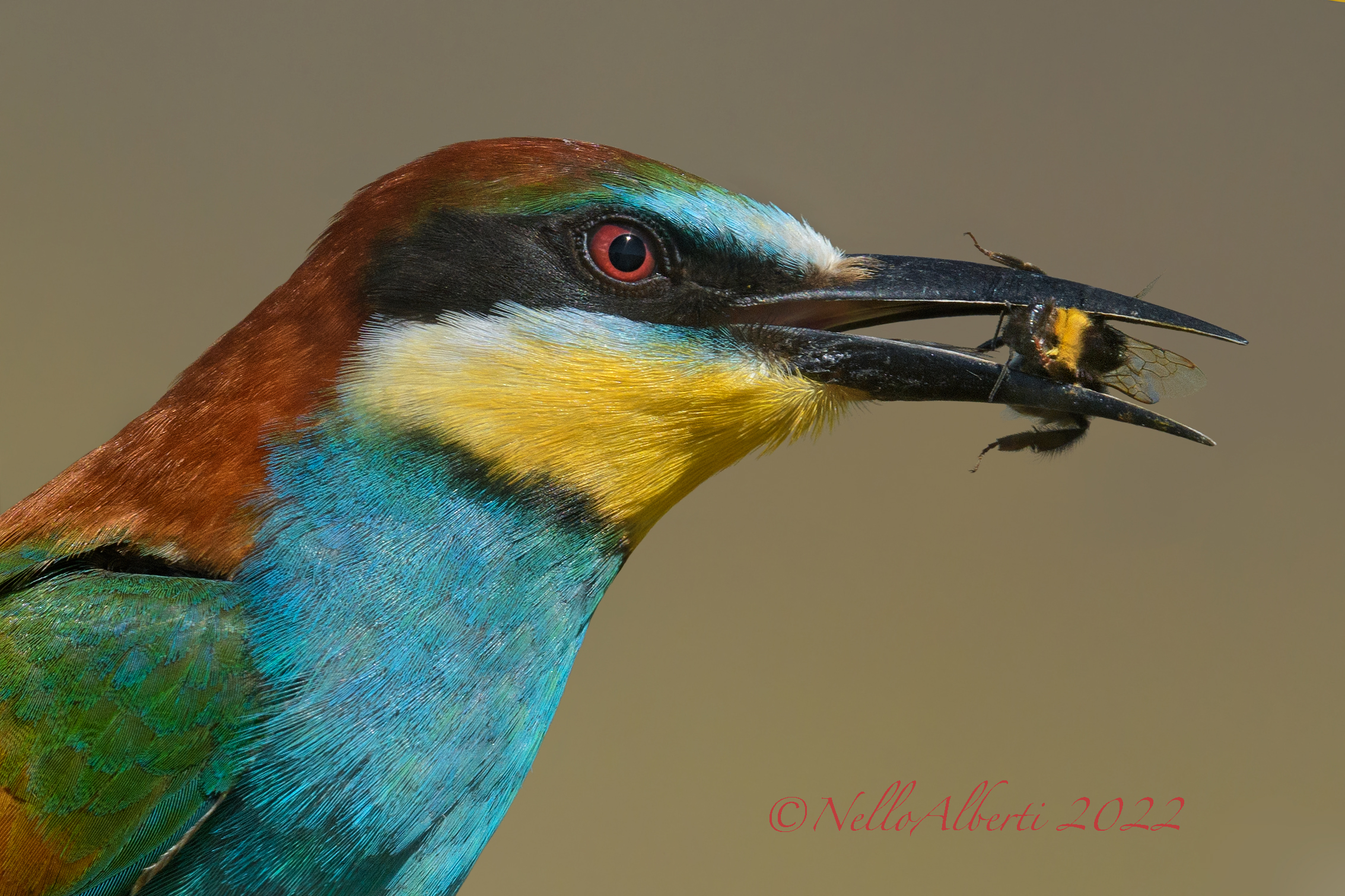 I primi gruccioni del 2022