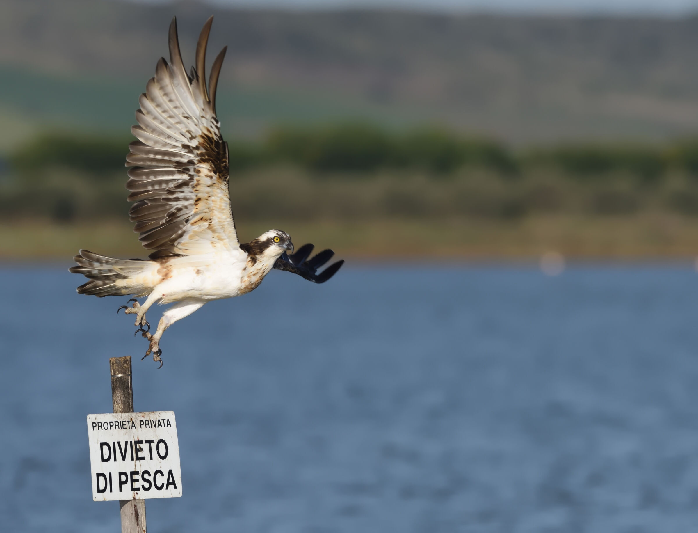 Osprey