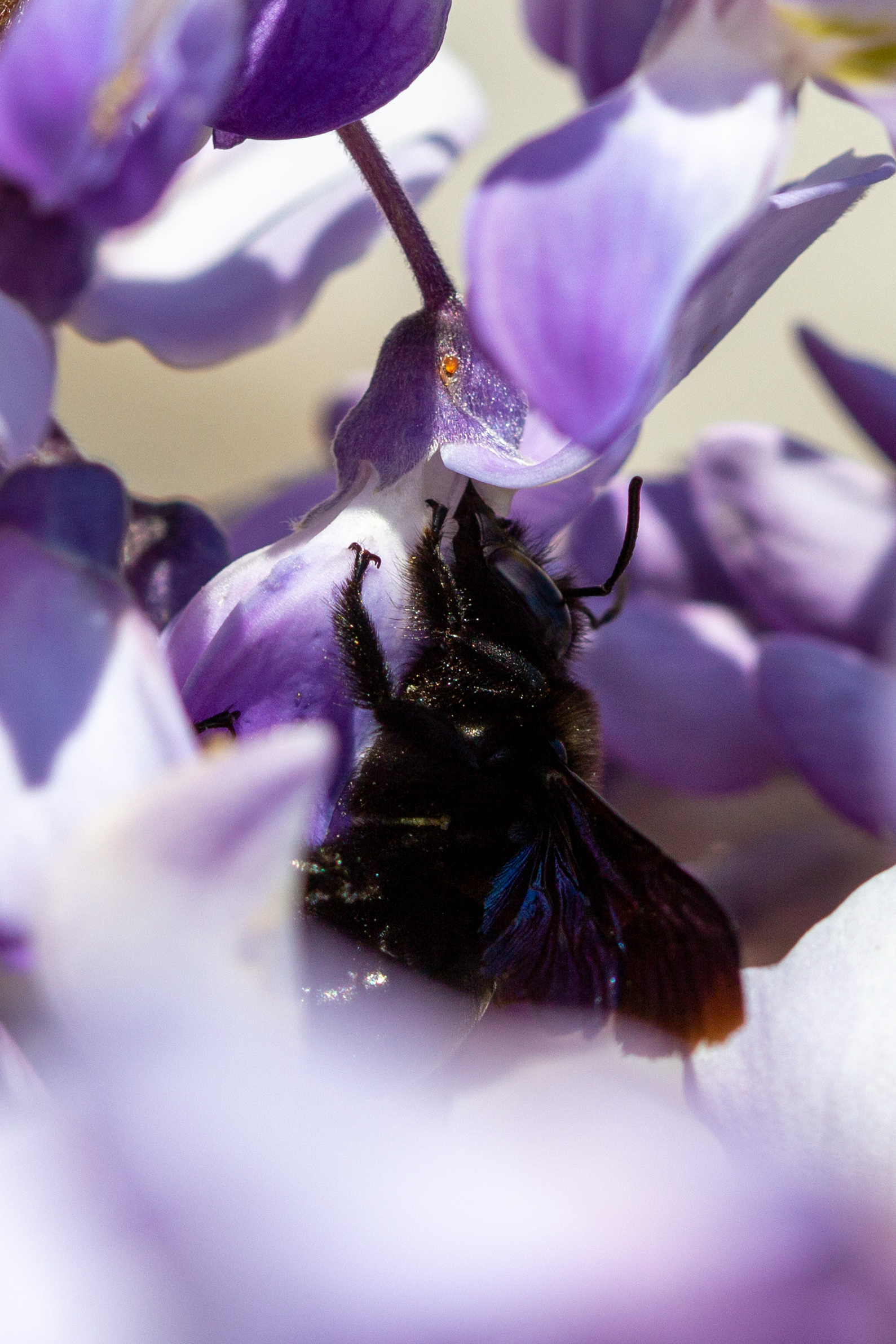 Xylocopa