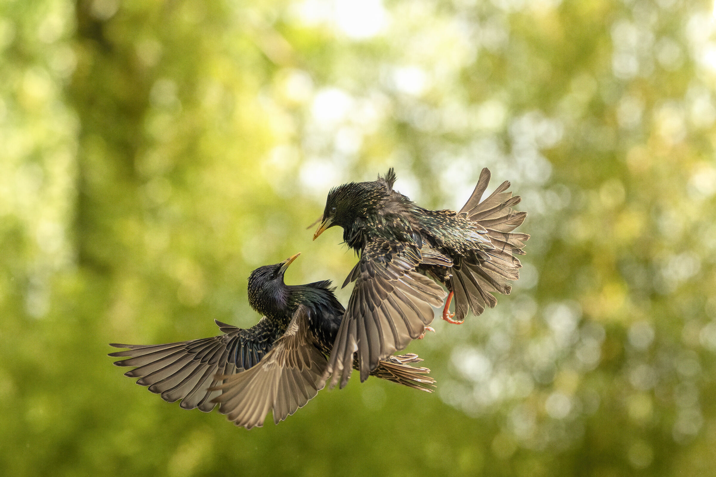 battaglia al capanno Massumatico