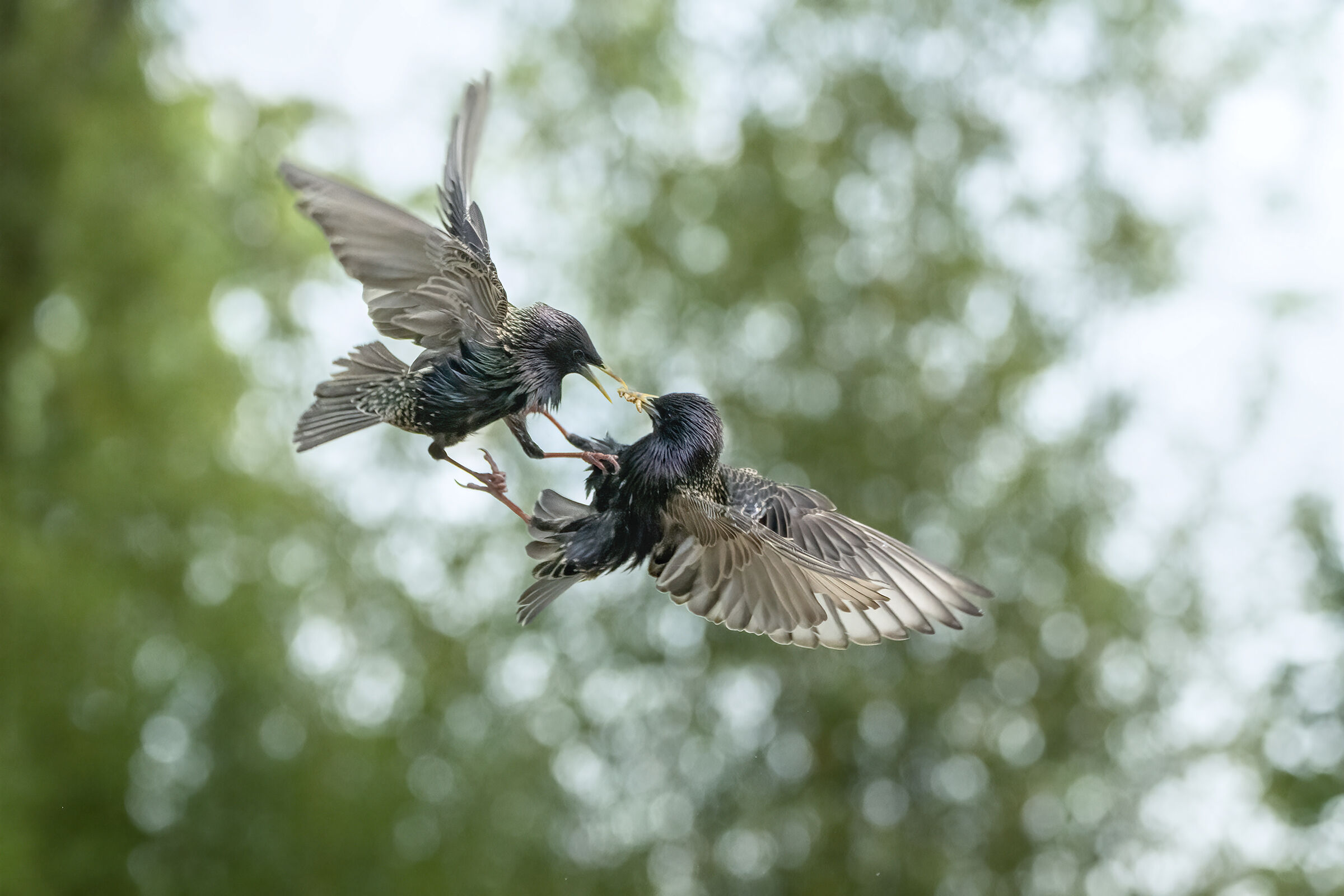 battaglia al capanno Massumatico