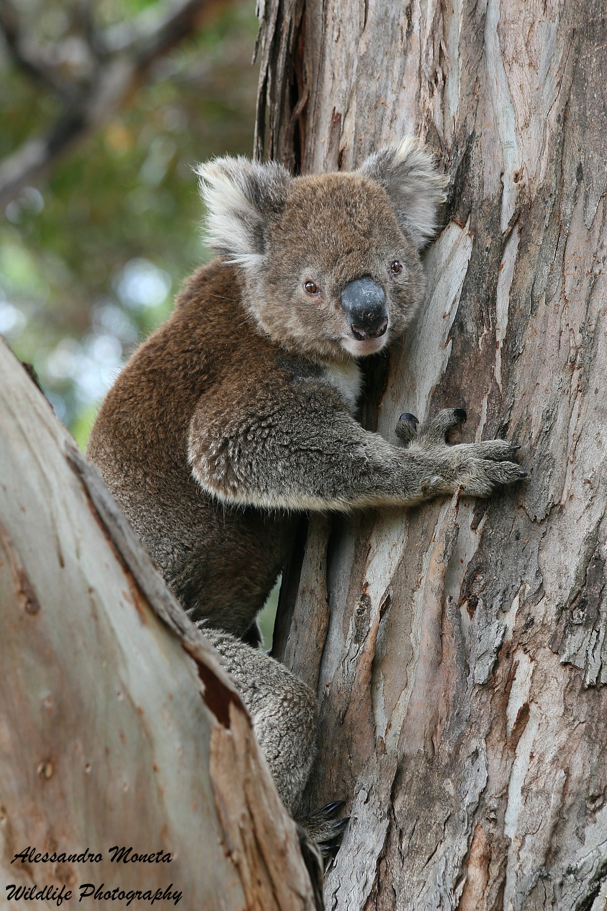 Koala