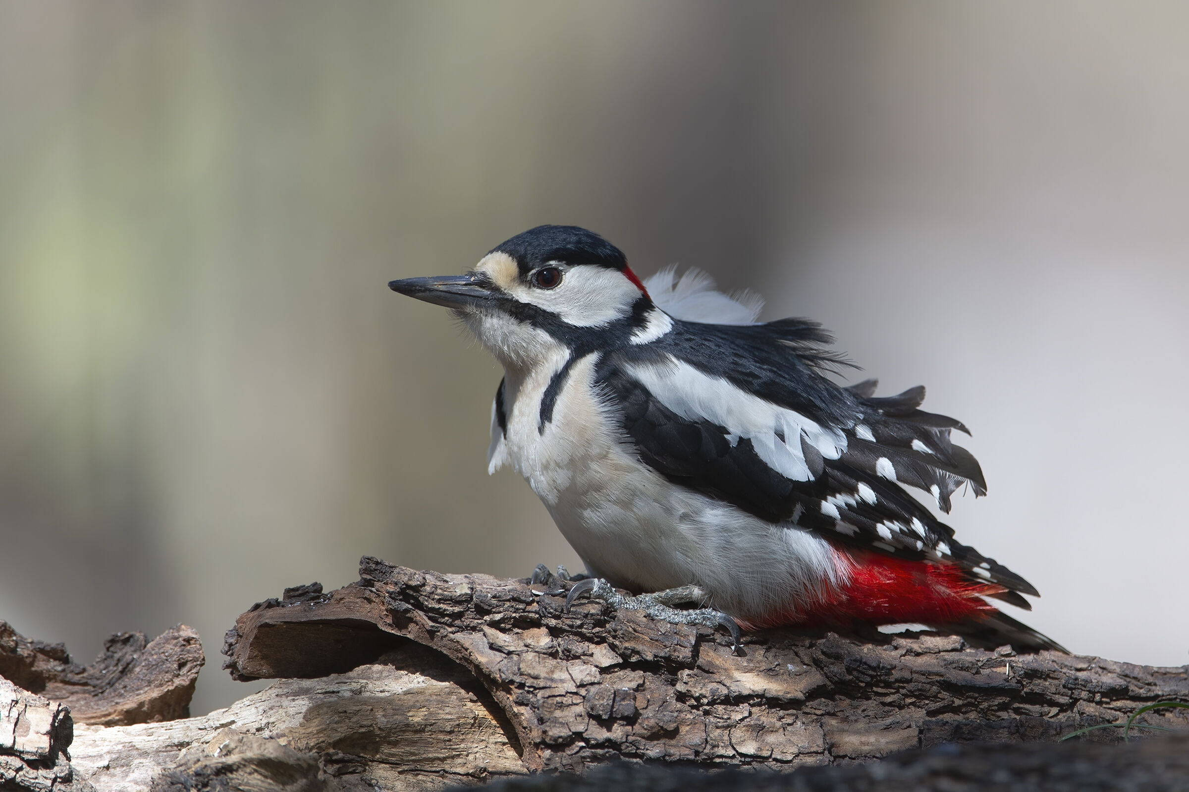 Greater red woodpecker (Dendrocopus maior)