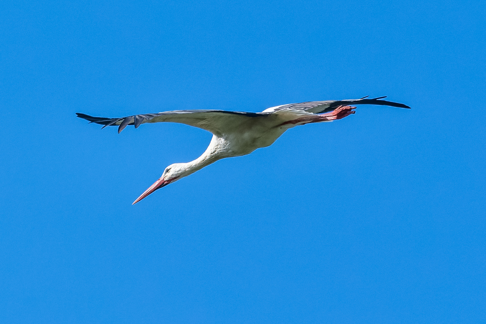 Stork in flight